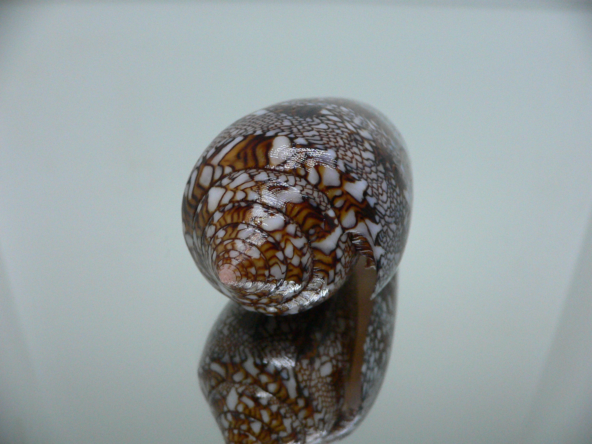 Conus textile VERY DARK