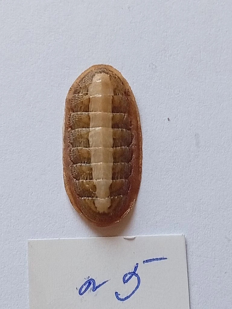 Ischnochiton elondatus ENDEMIC 5