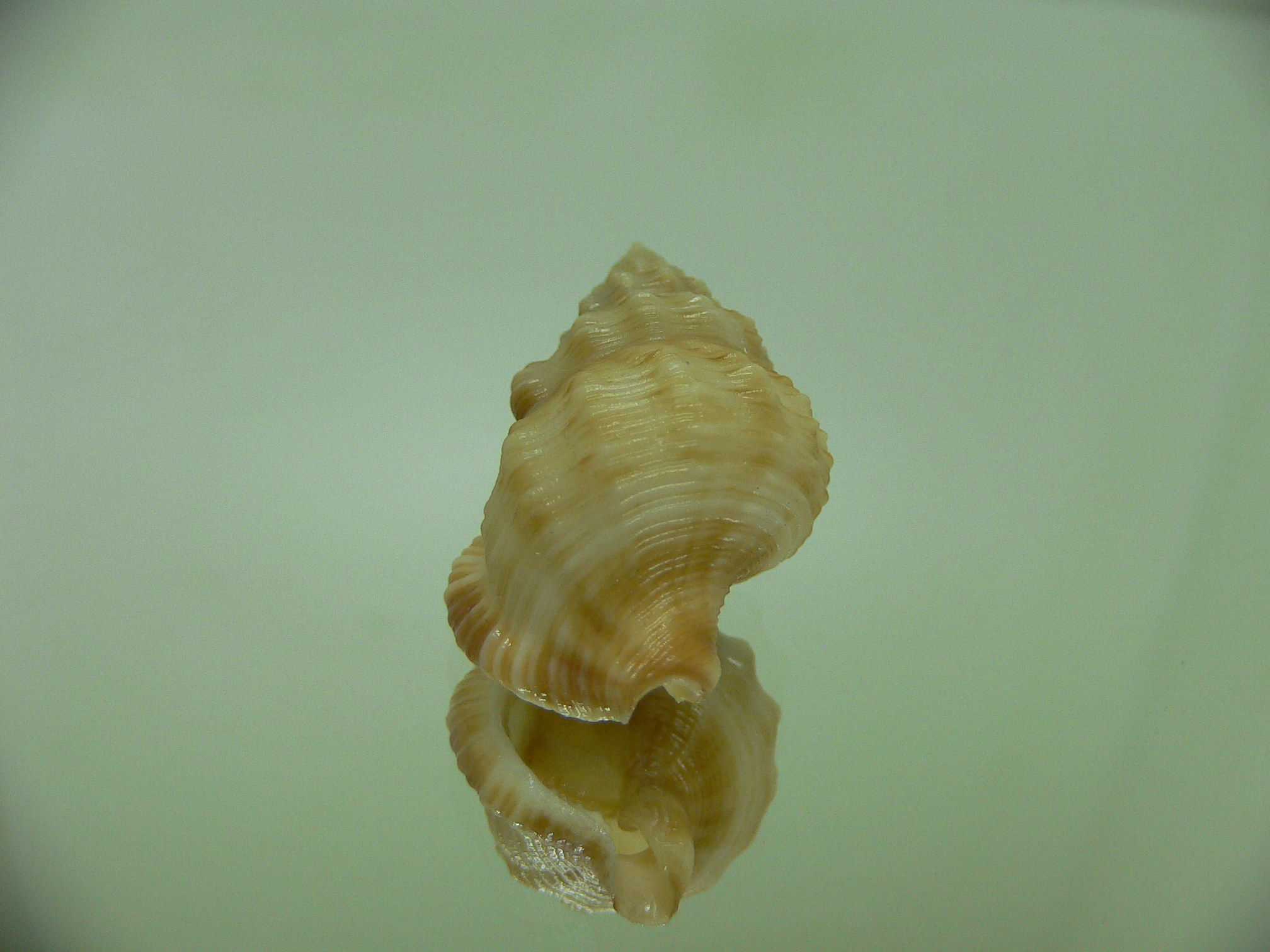 Ranella australasia australasia DWARF