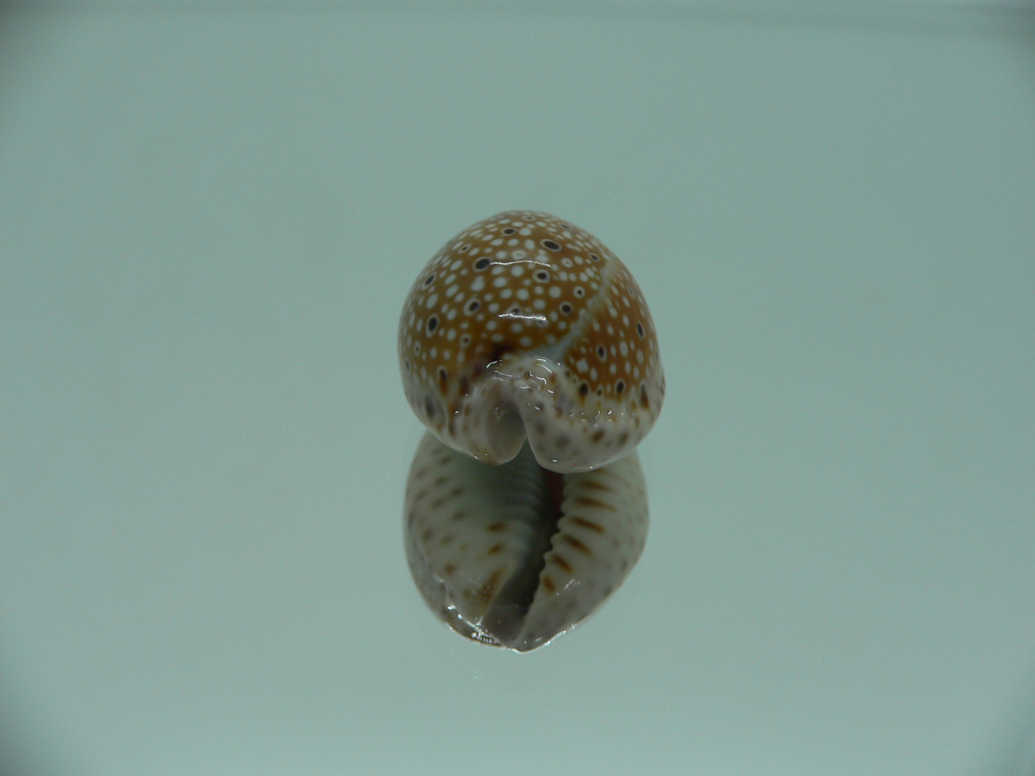 Cypraea ocellata SUPER & NIGER