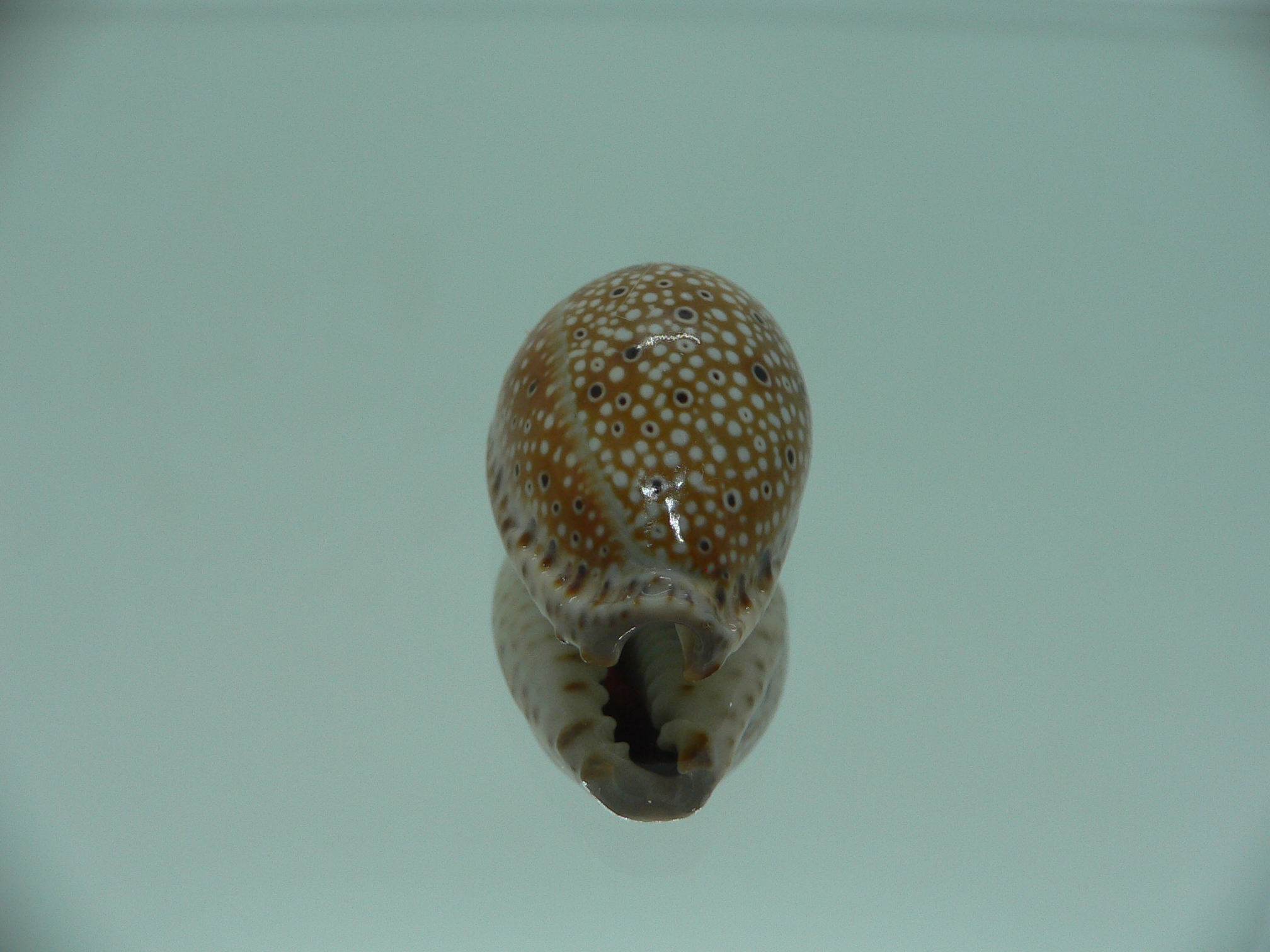 Cypraea ocellata SUPER & NIGER