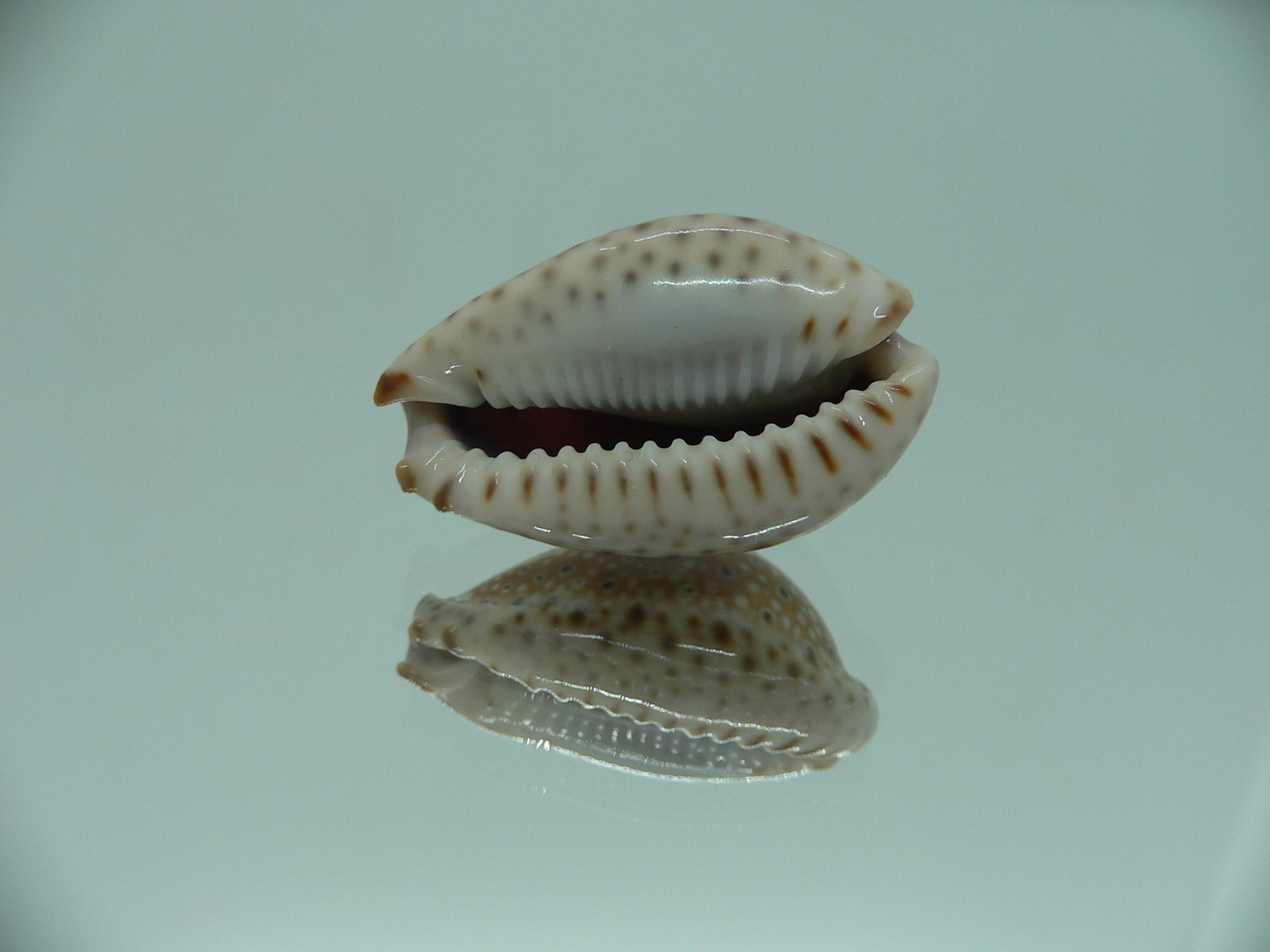 Cypraea ocellata SUPER & NIGER