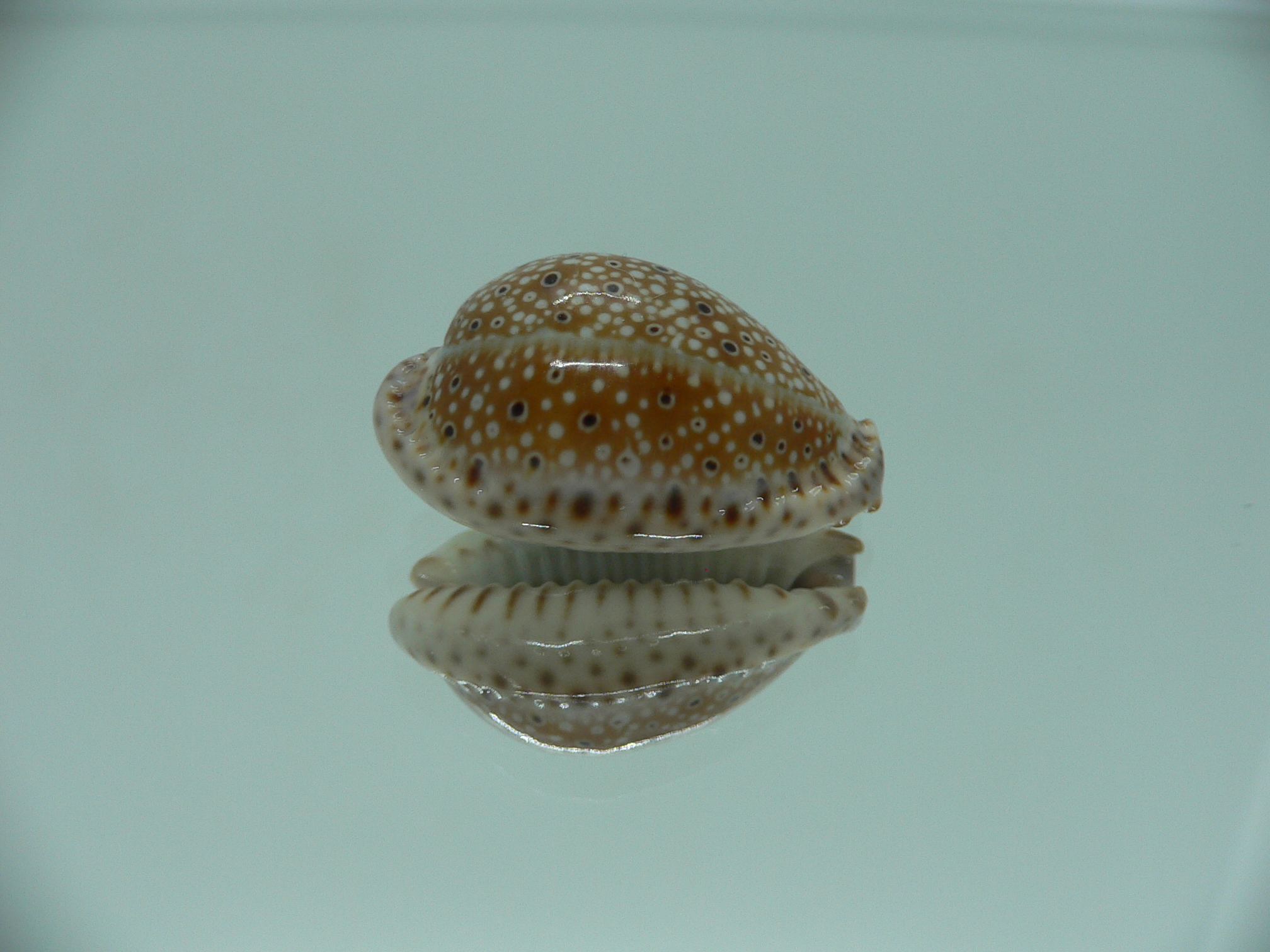 Cypraea ocellata SUPER & NIGER