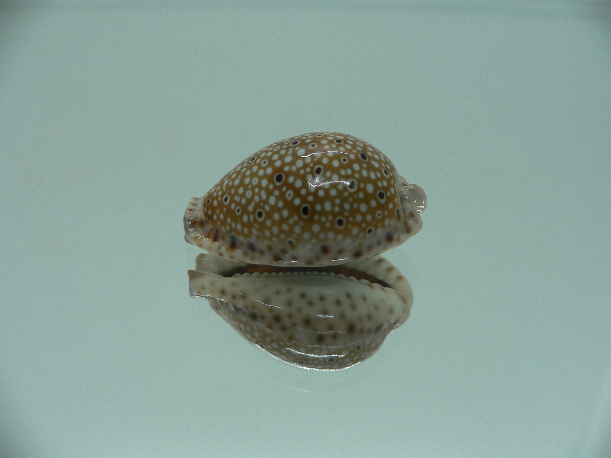 Cypraea ocellata SUPER & NIGER