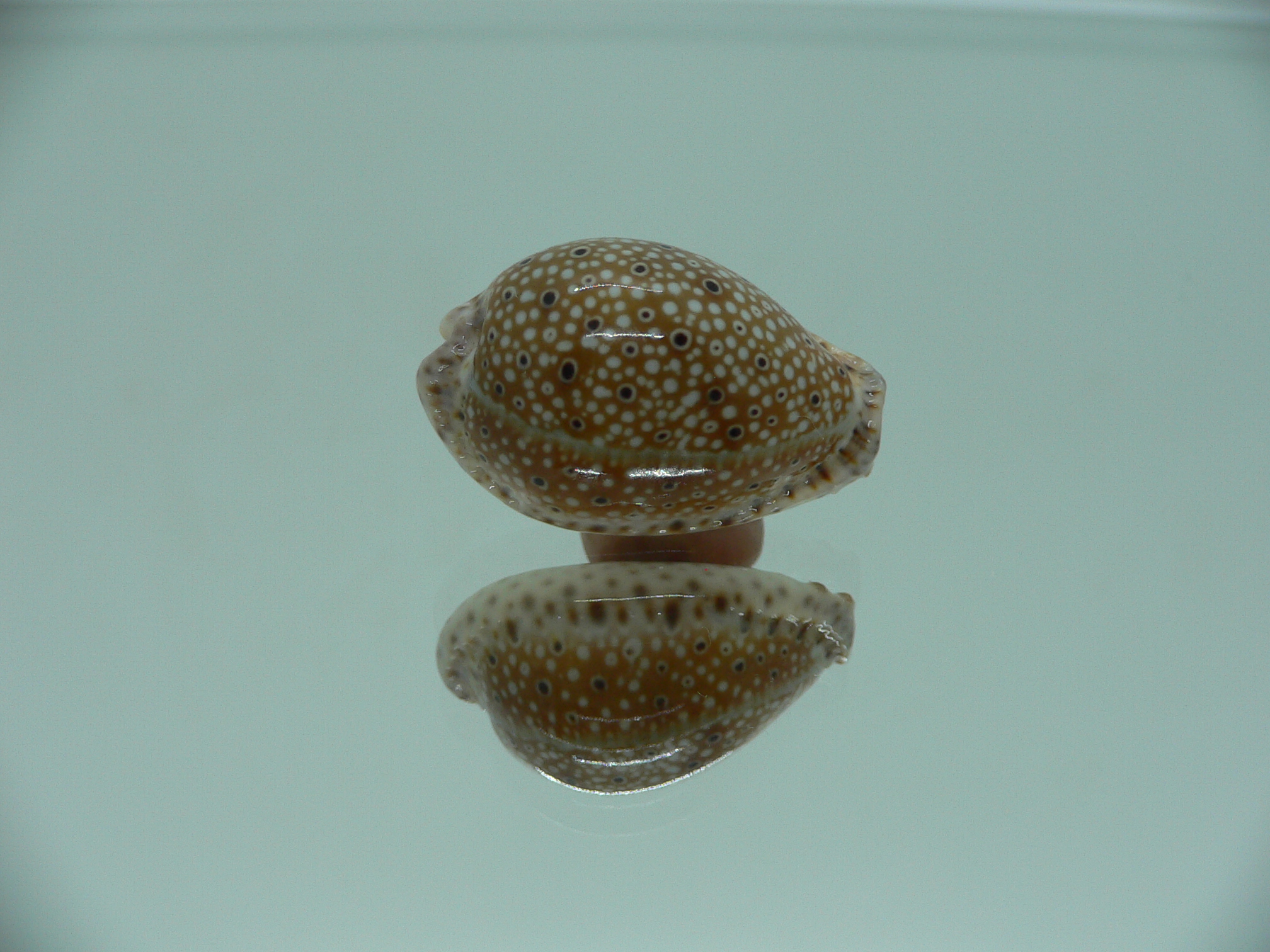 Cypraea ocellata SUPER & NIGER