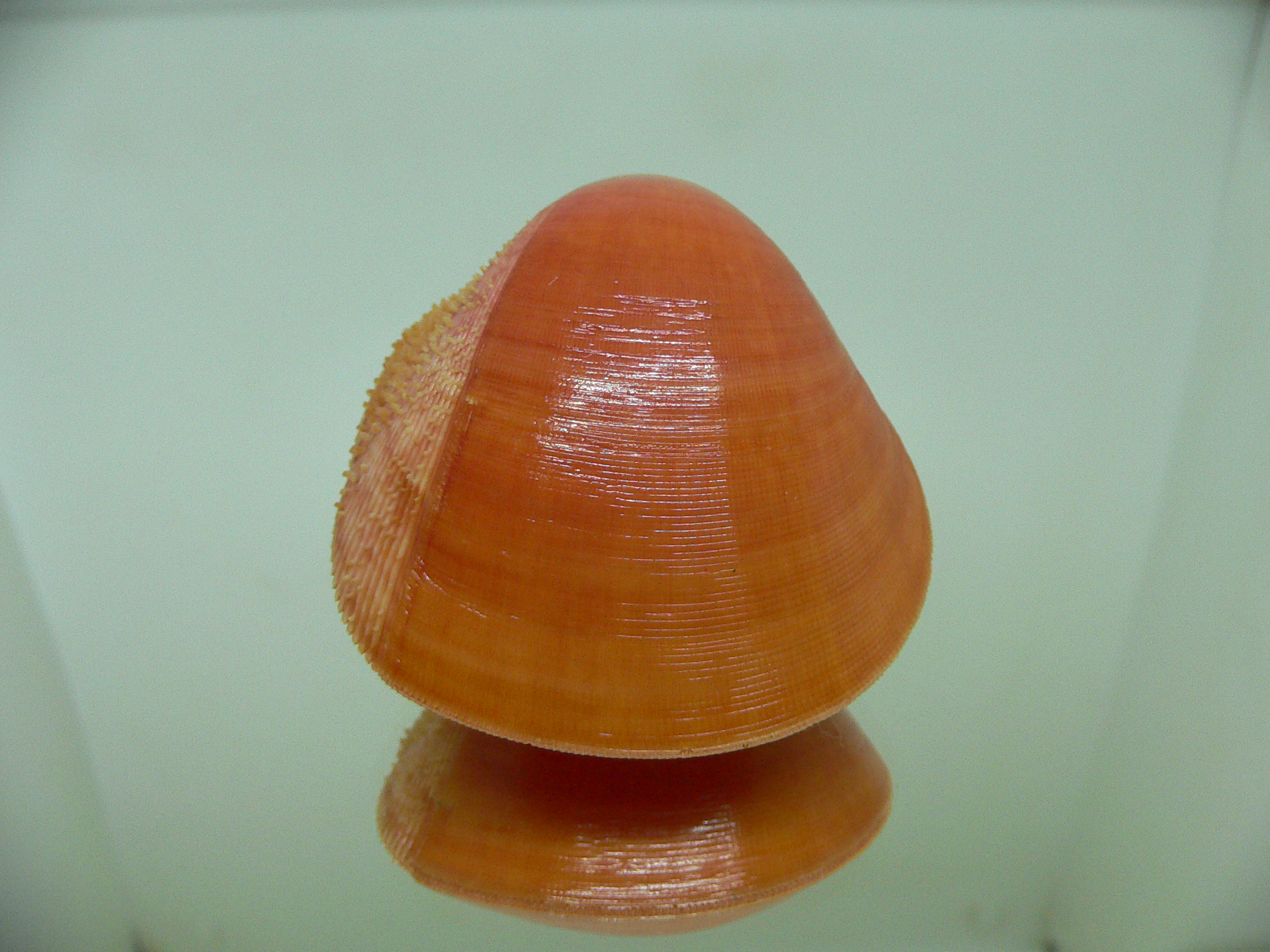 Nemocardium fulvum