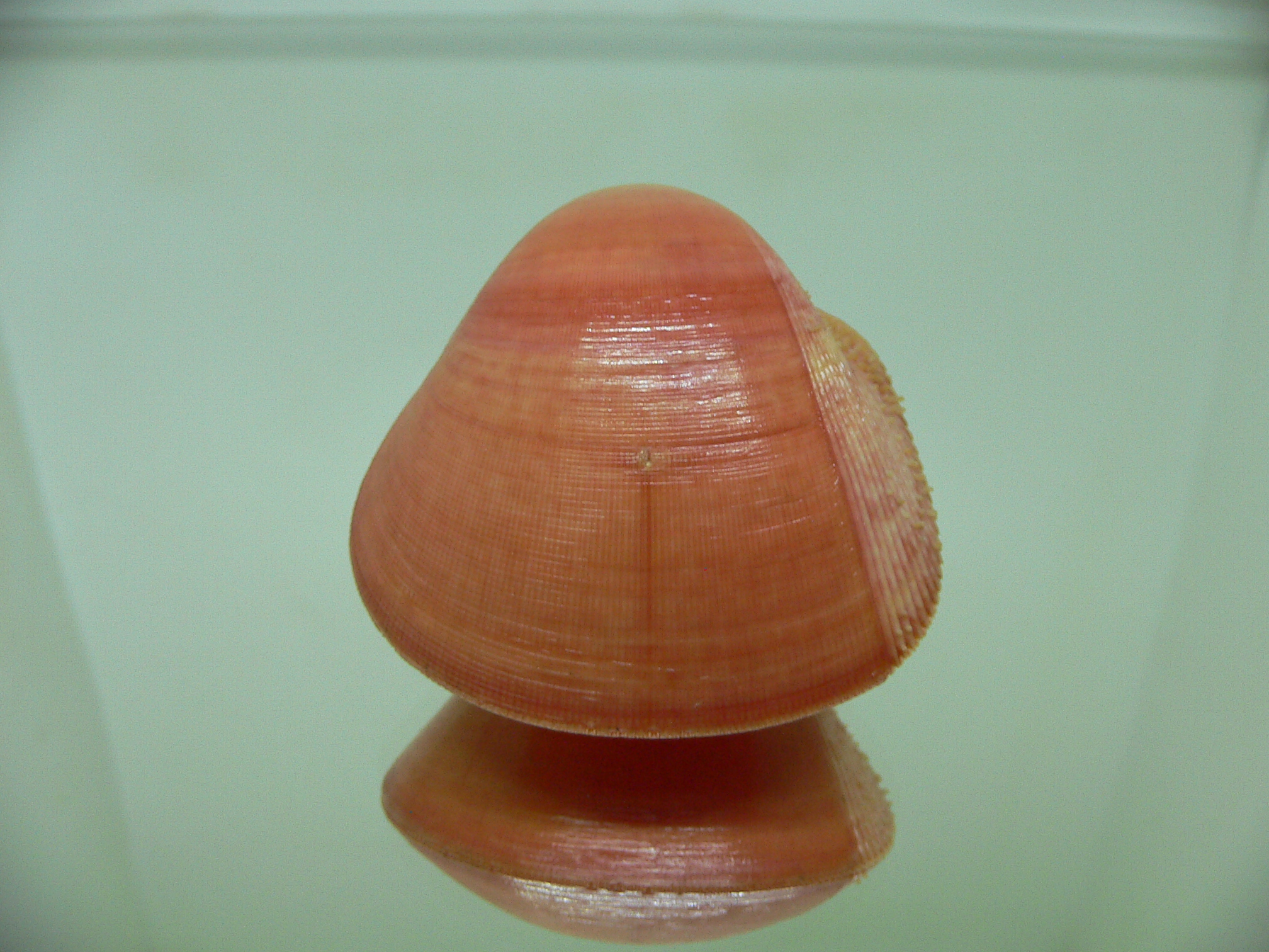 Nemocardium fulvum