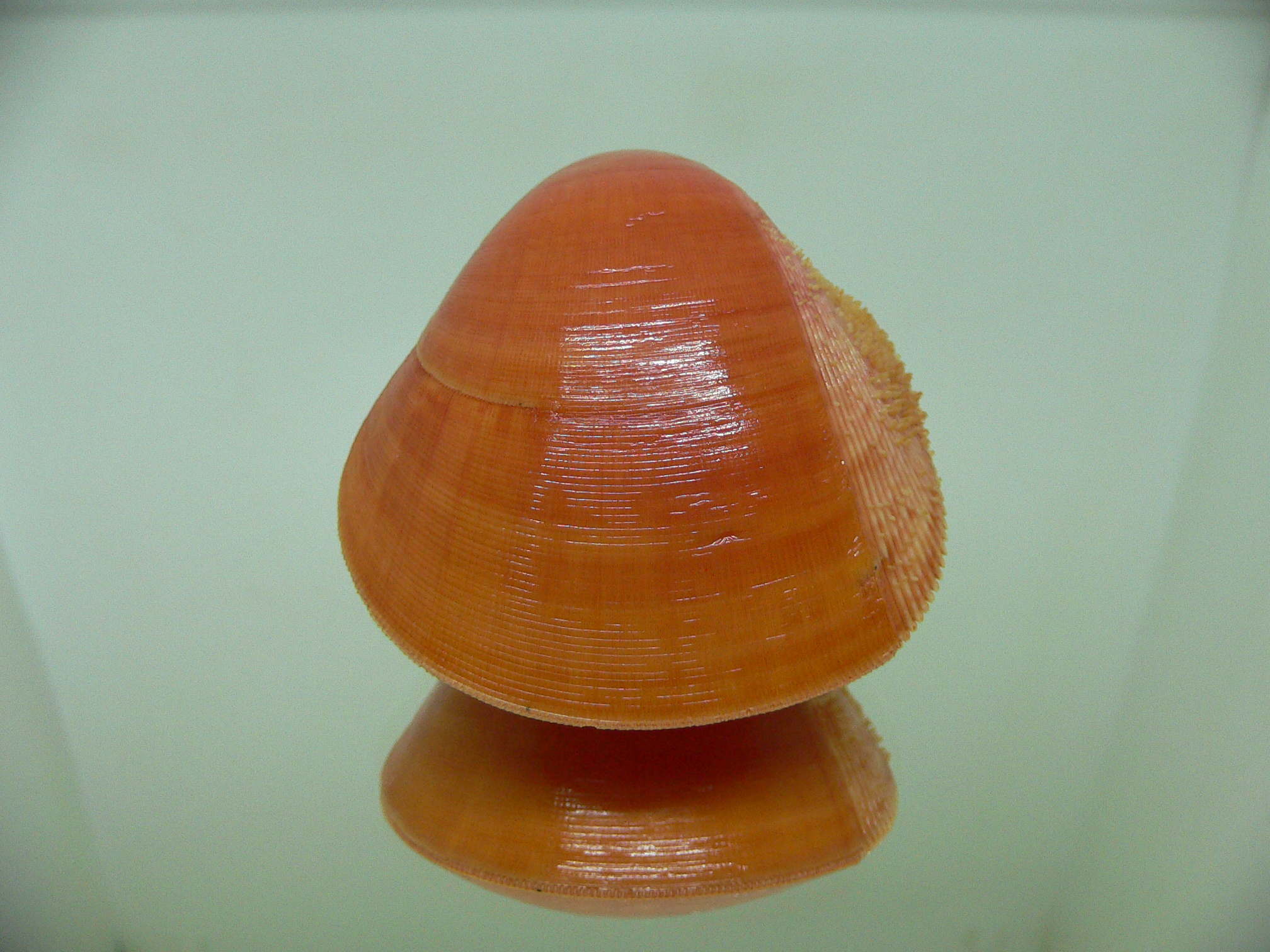 Nemocardium fulvum