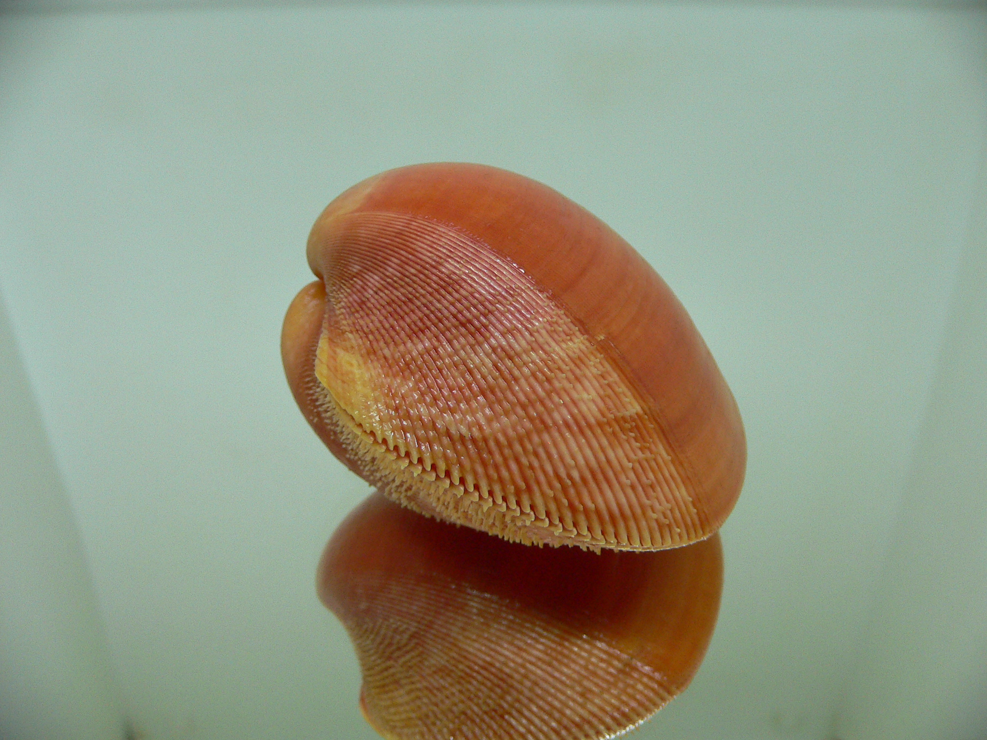 Nemocardium fulvum