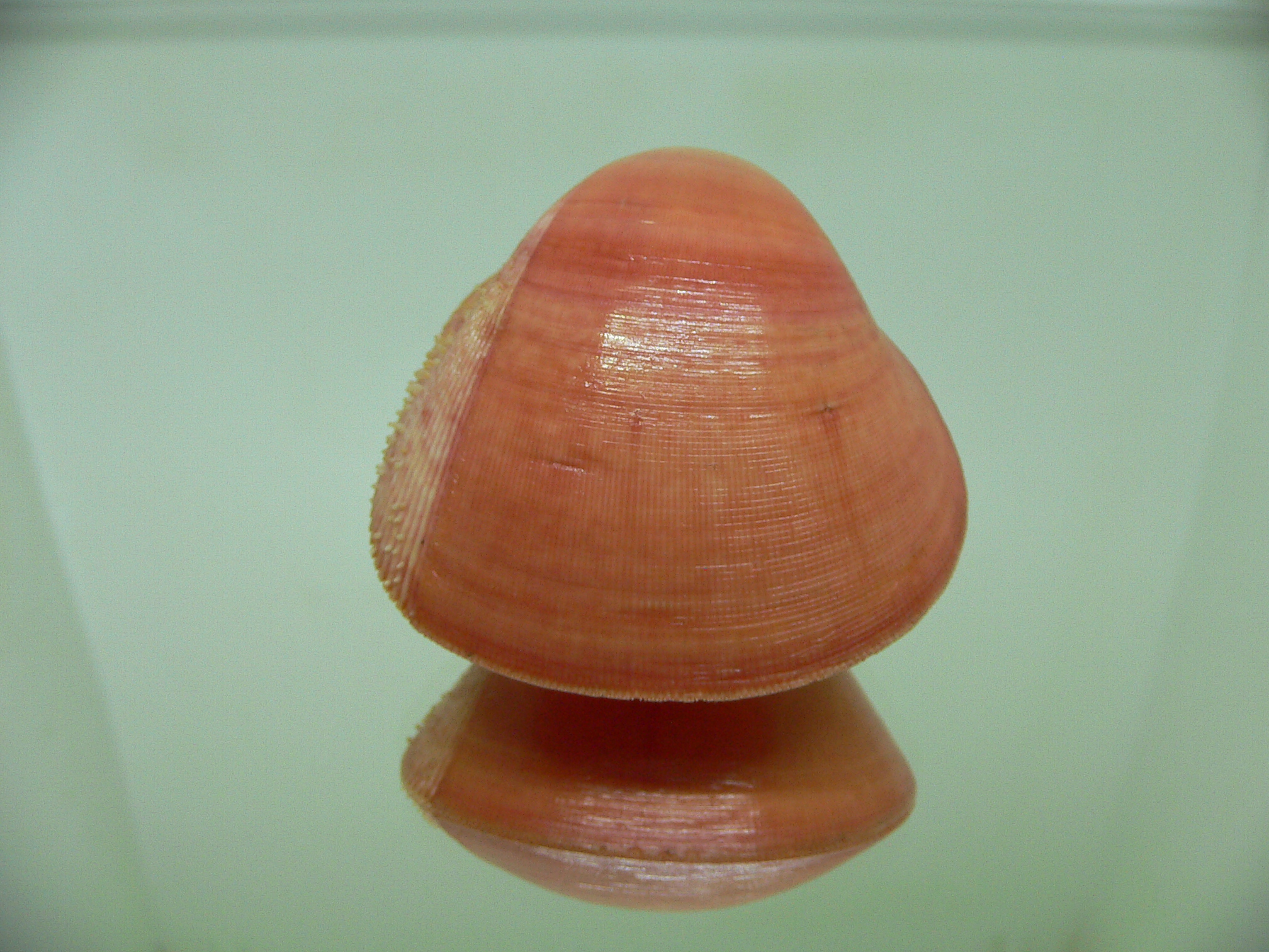 Nemocardium fulvum