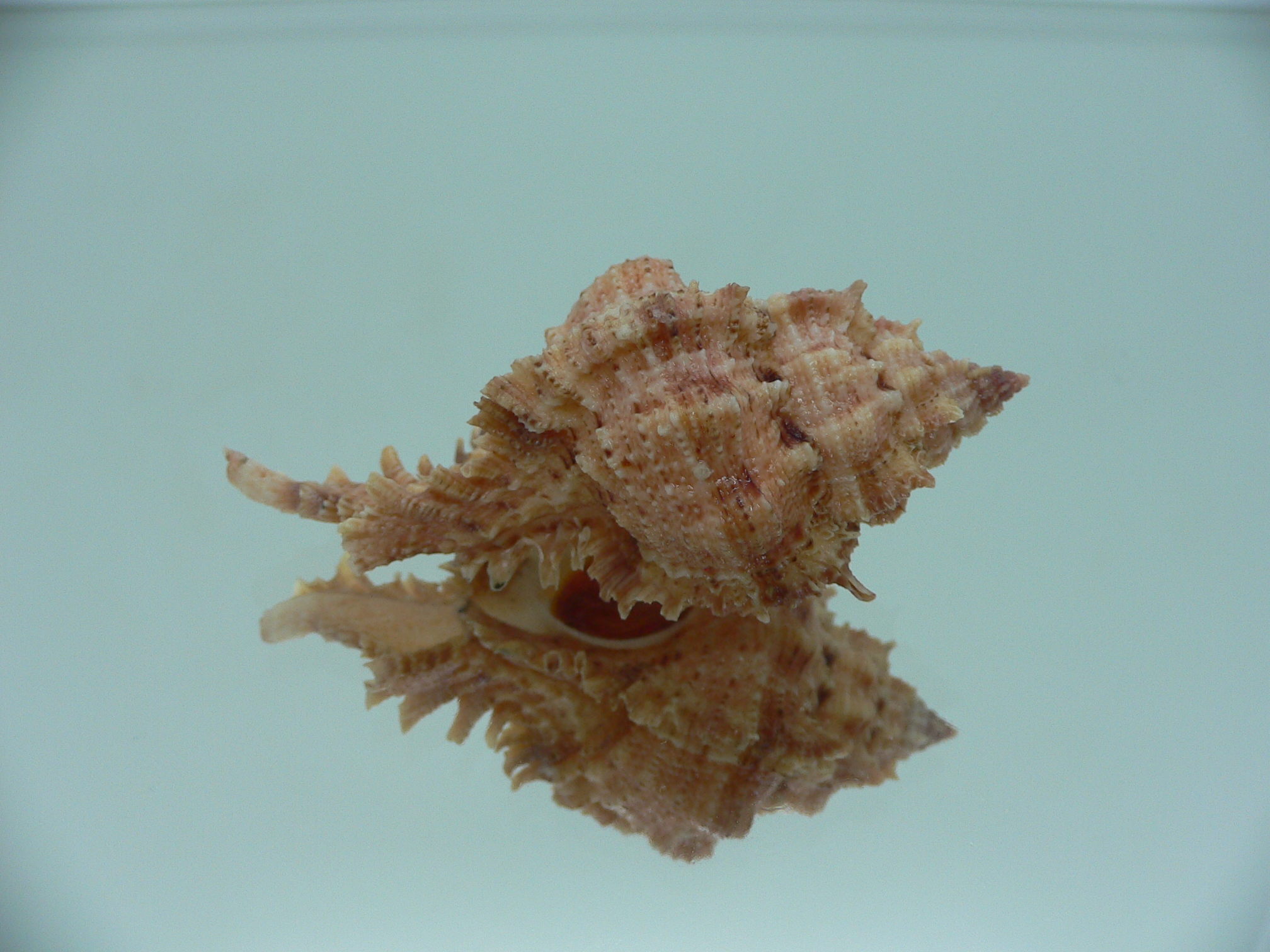 Chicomurex pseudosuperbus GOOD SIZE