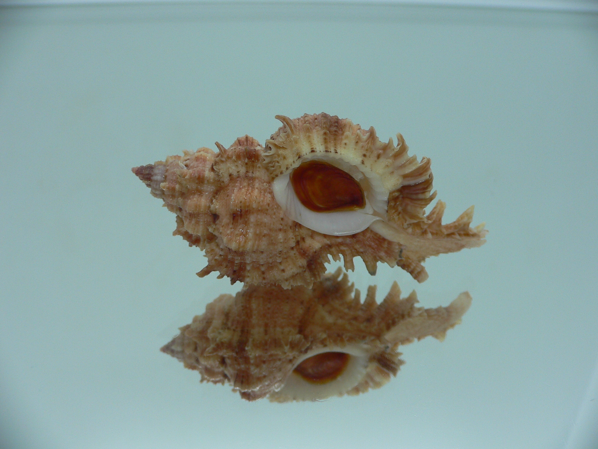 Chicomurex pseudosuperbus GOOD SIZE