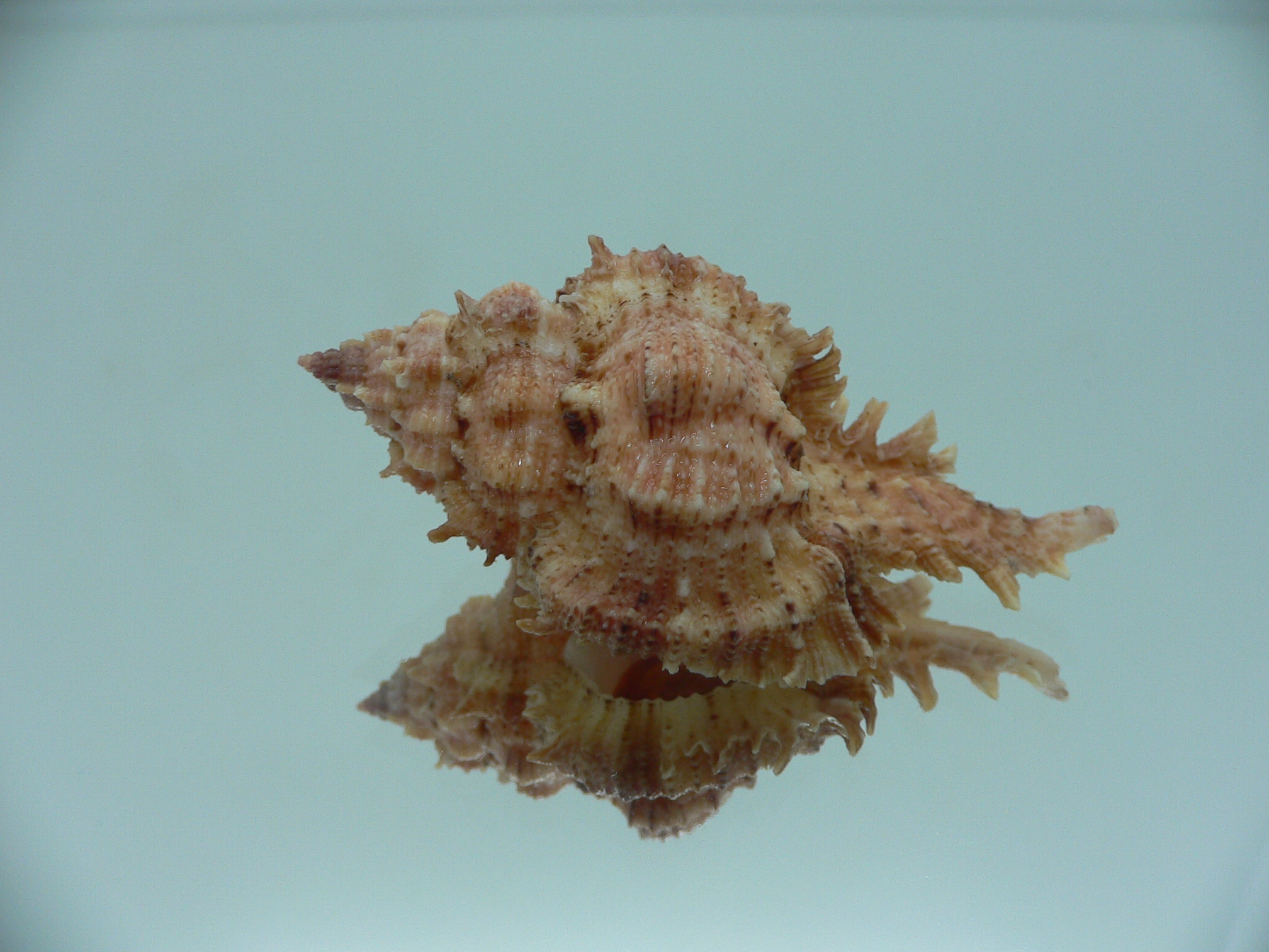 Chicomurex pseudosuperbus GOOD SIZE