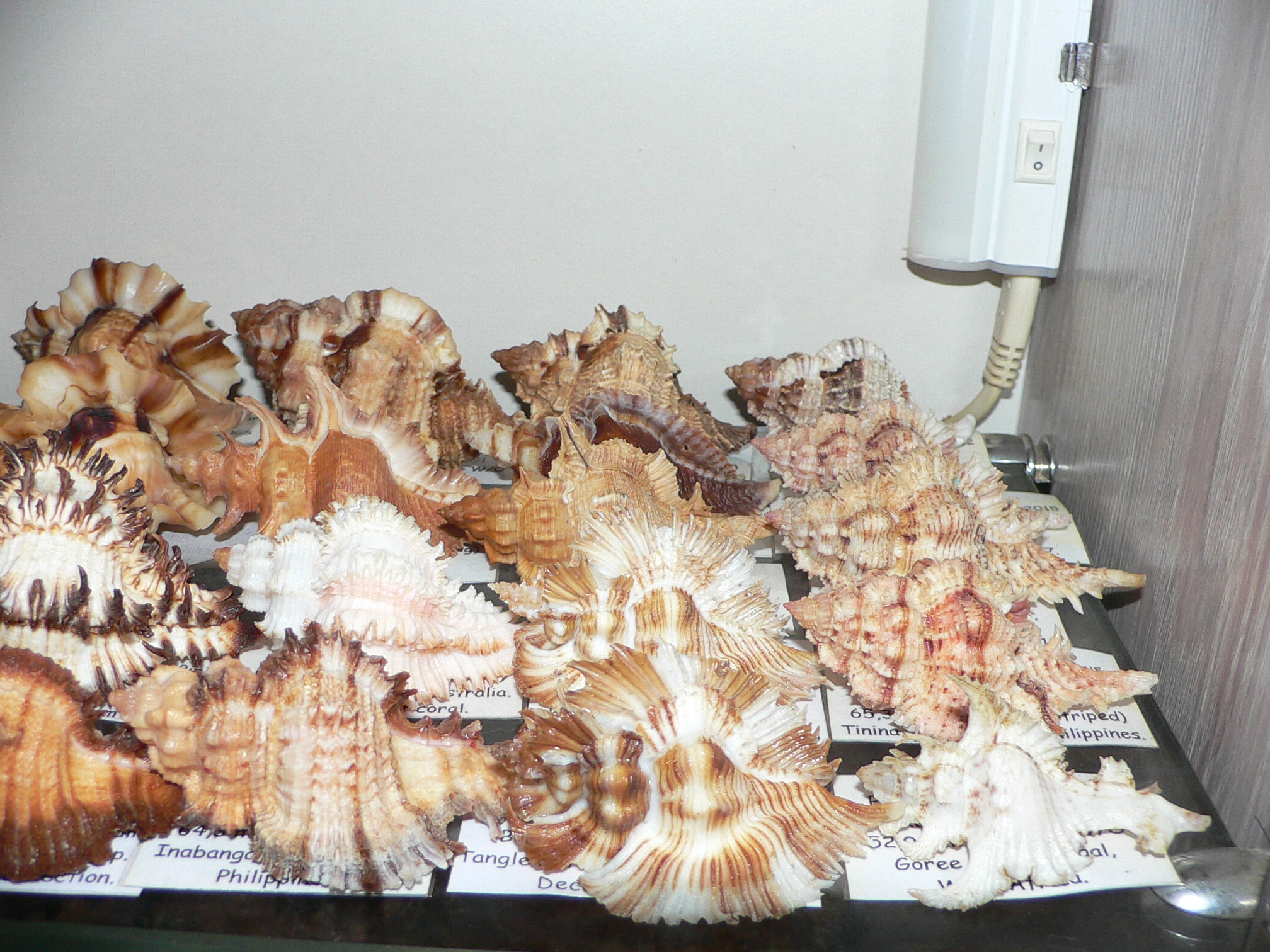 Chicomurex pseudosuperbus GOOD SIZE