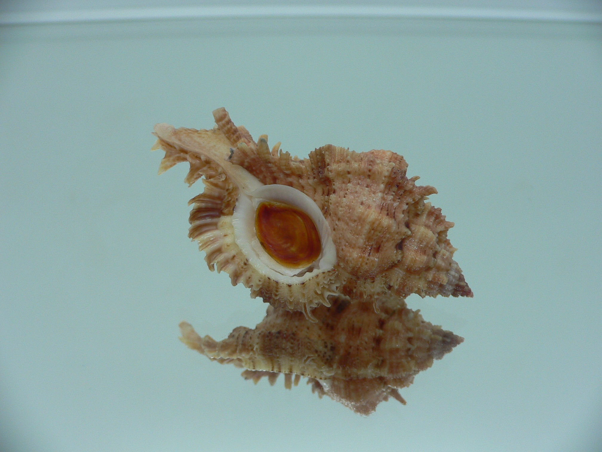 Chicomurex pseudosuperbus GOOD SIZE