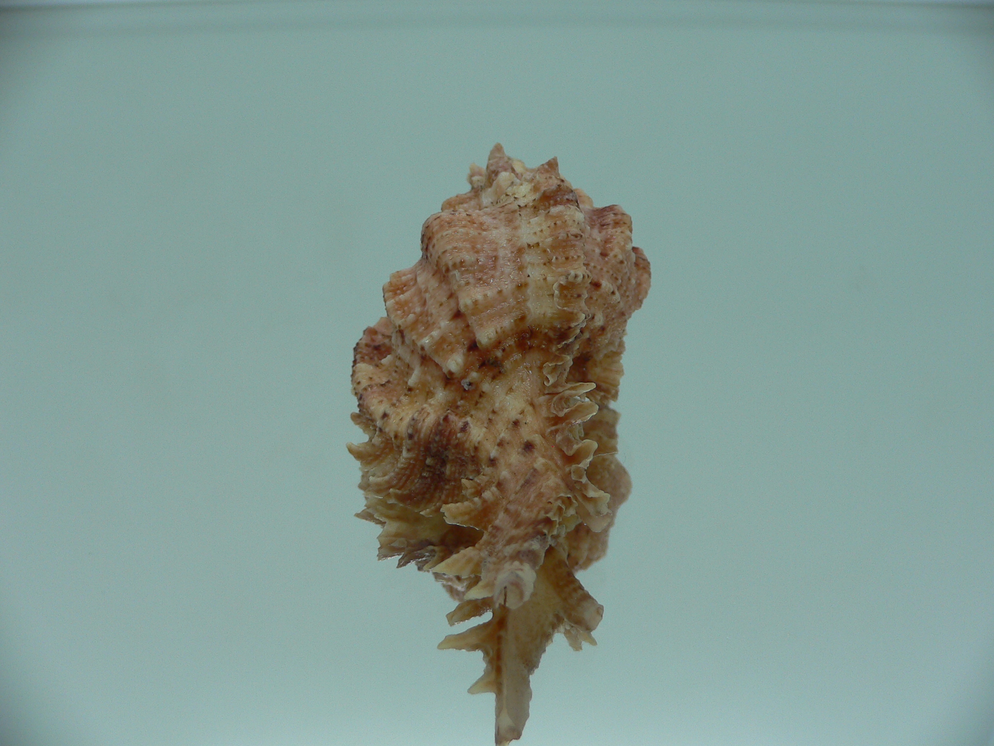 Chicomurex pseudosuperbus GOOD SIZE