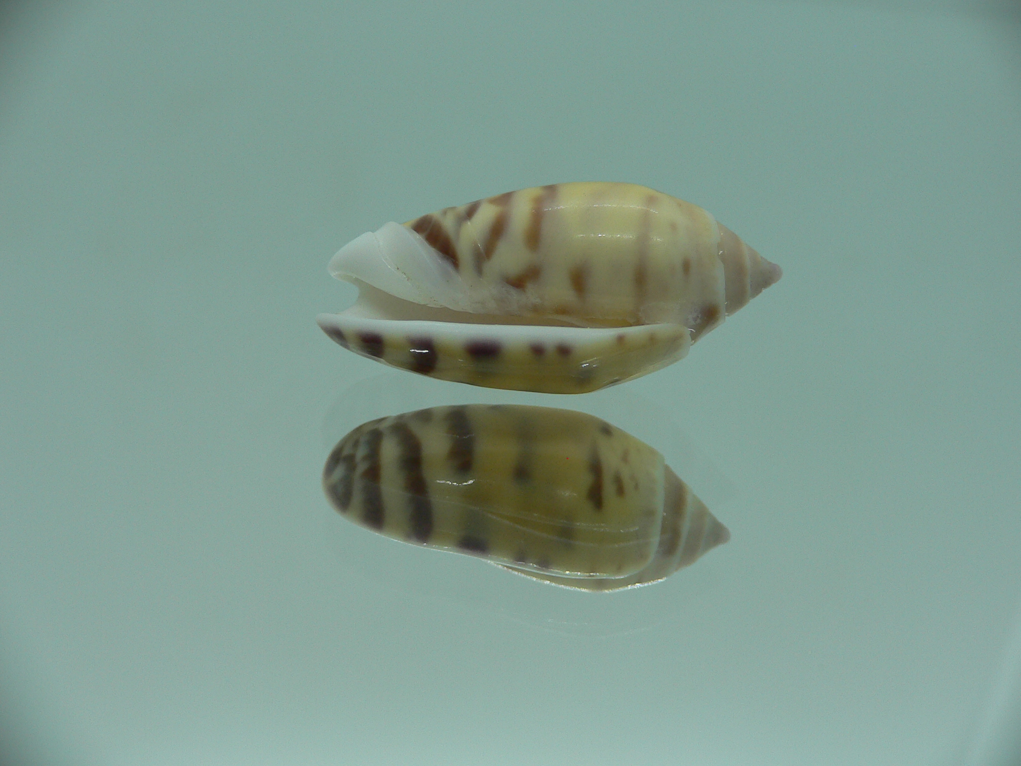 Oliva buelowi buelowi BIG