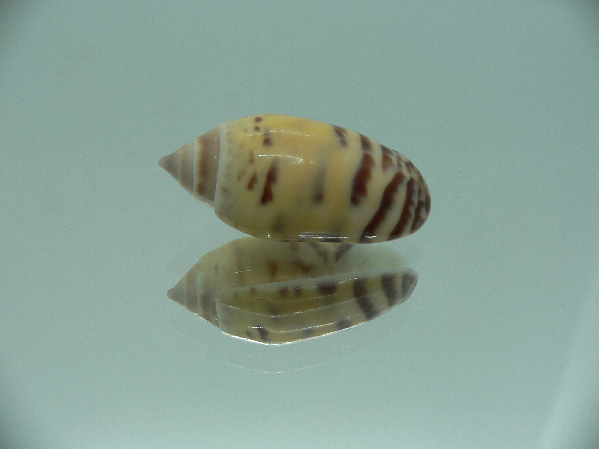 Oliva buelowi buelowi BIG