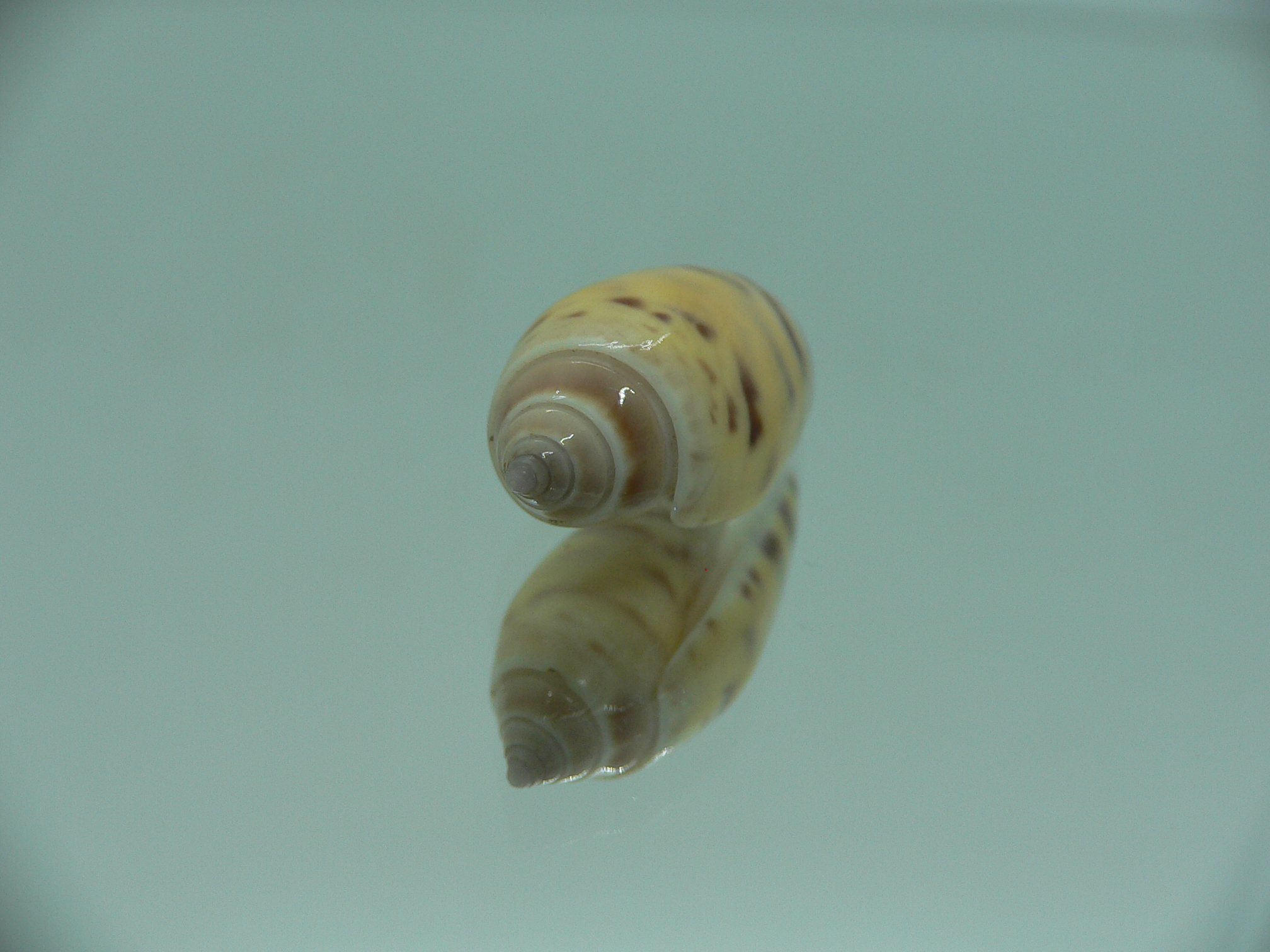 Oliva buelowi buelowi BIG