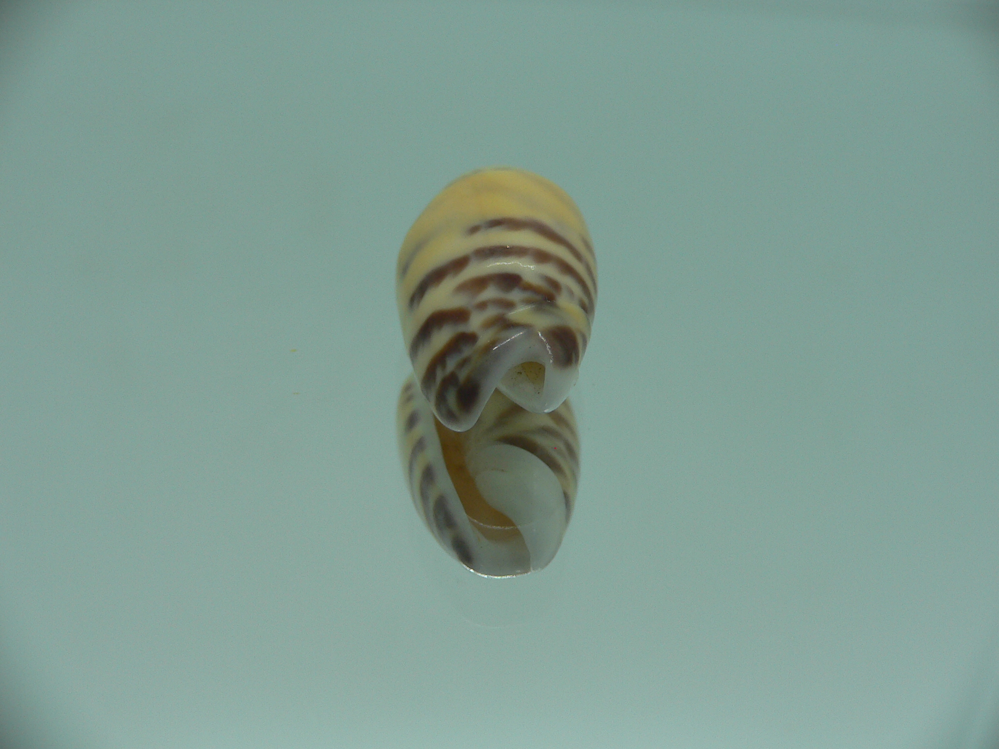 Oliva buelowi buelowi BIG