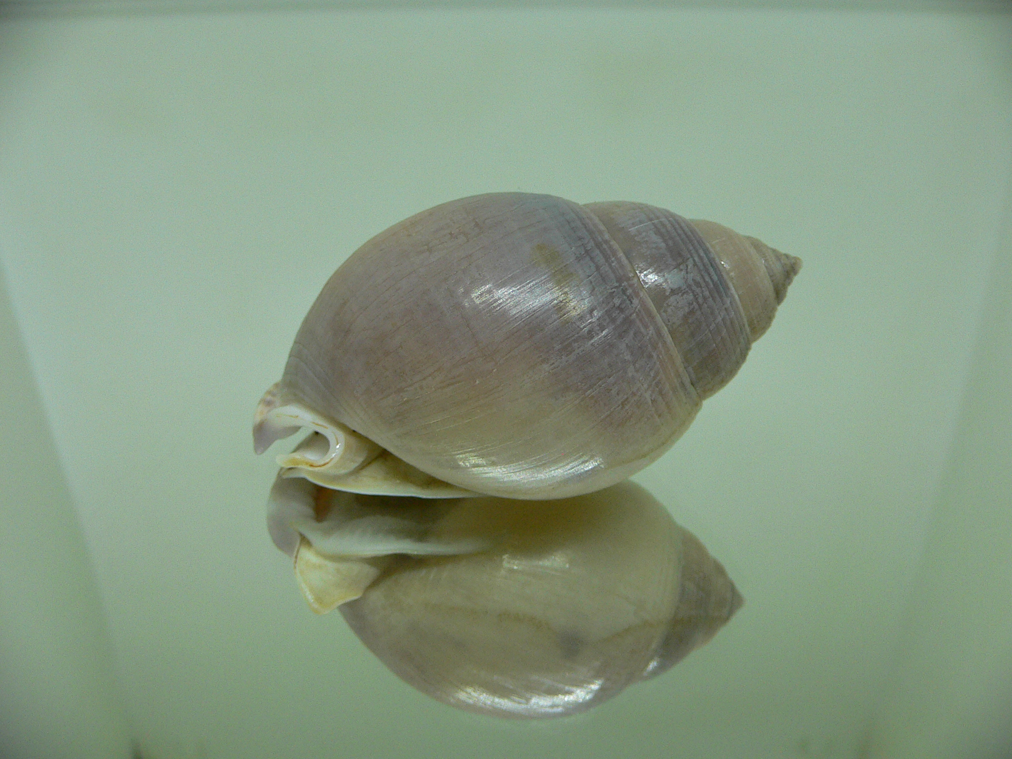 Semicassis bulla BIG & DARK