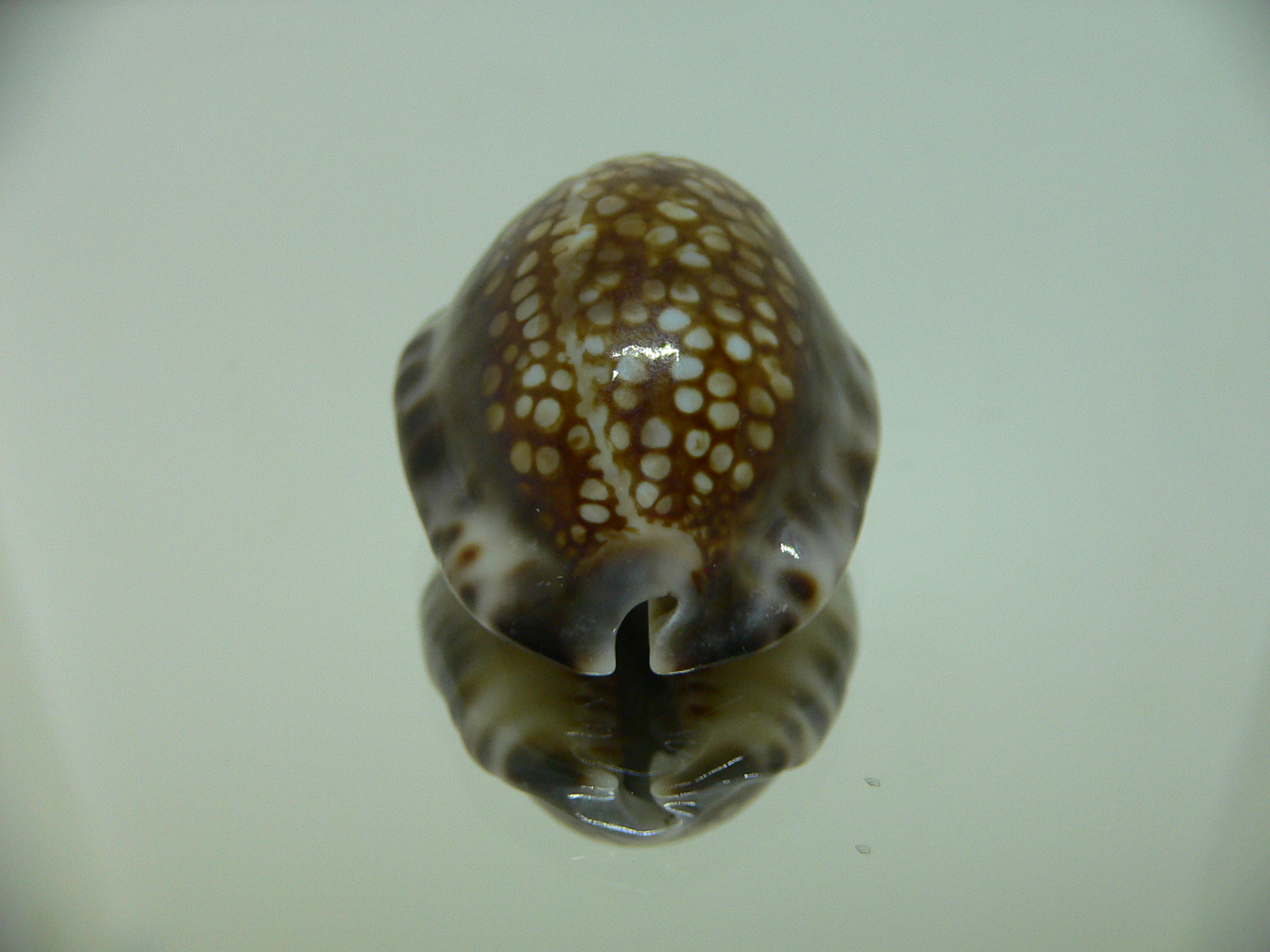 Cypraea depressa dispersa DARK & COLOR BASE