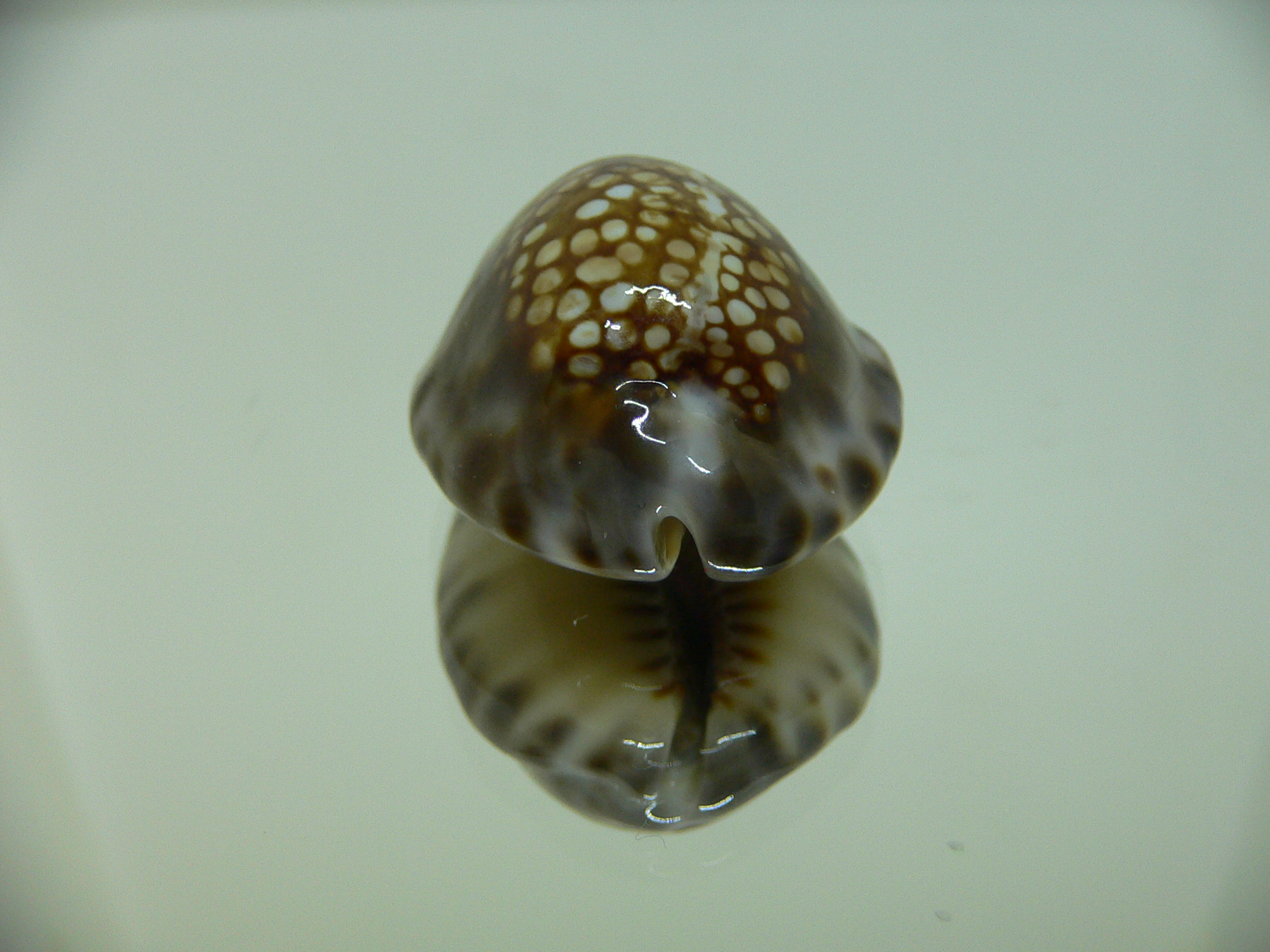 Cypraea depressa dispersa DARK & COLOR BASE
