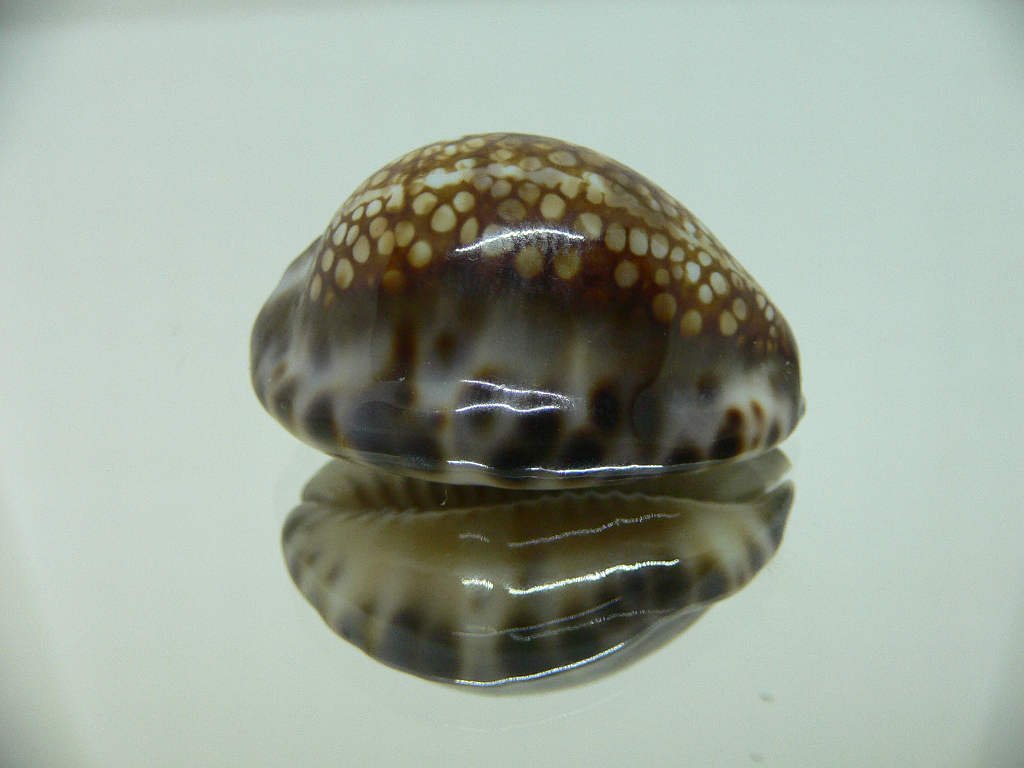 Cypraea depressa dispersa DARK & COLOR BASE