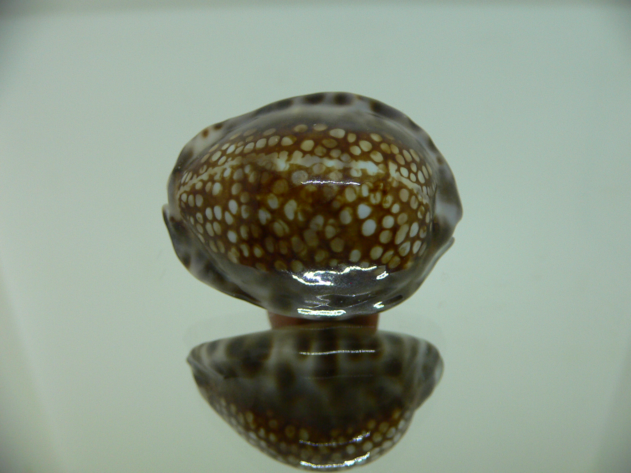 Cypraea depressa dispersa DARK & COLOR BASE