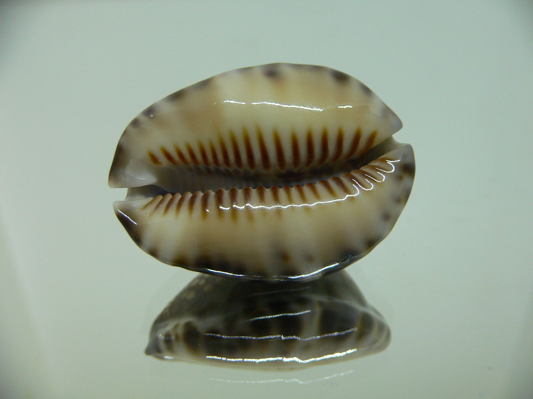 Cypraea depressa dispersa DARK & COLOR BASE