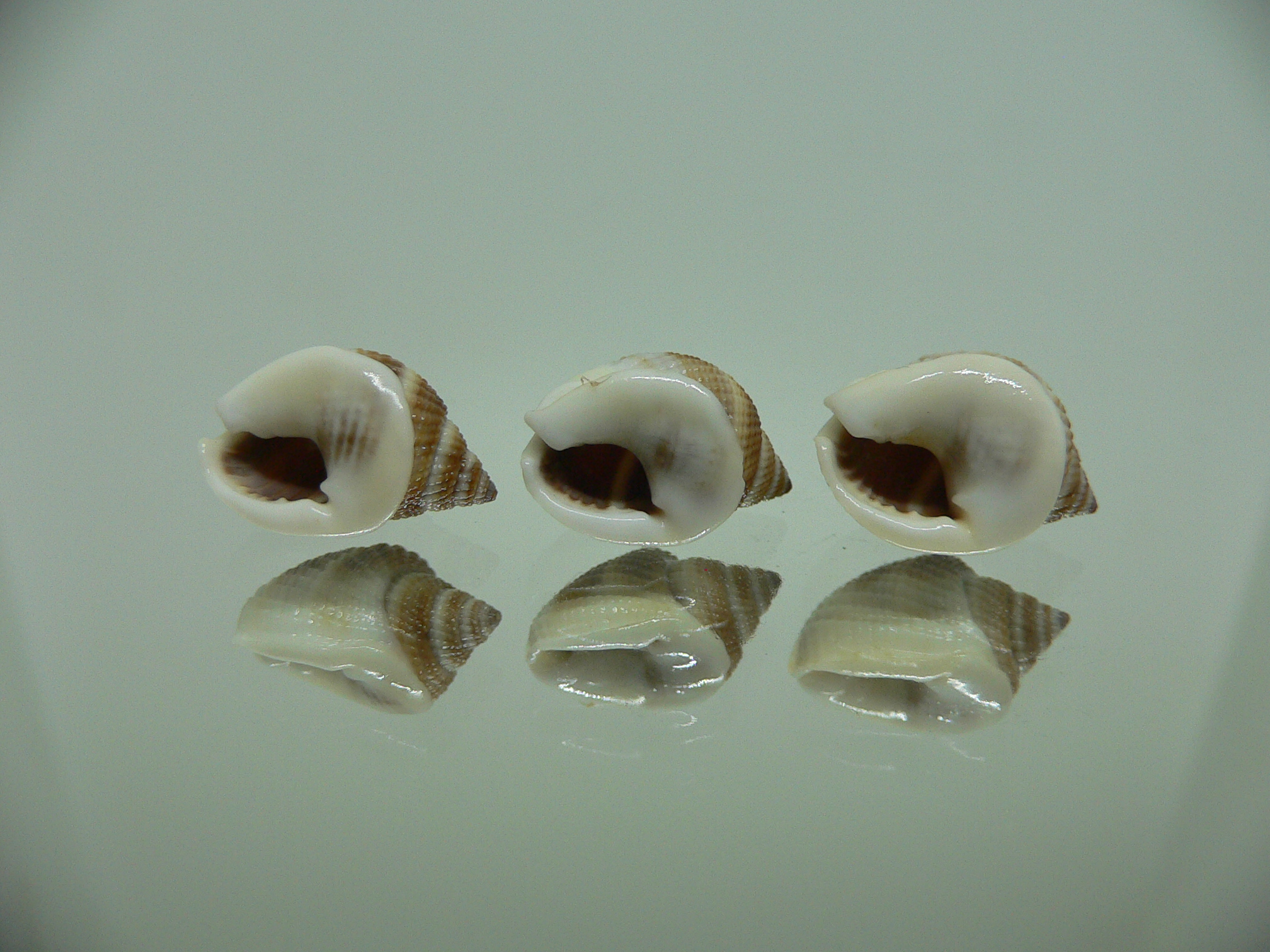 Nassarius elegantissimus КОМПЛЕКТ