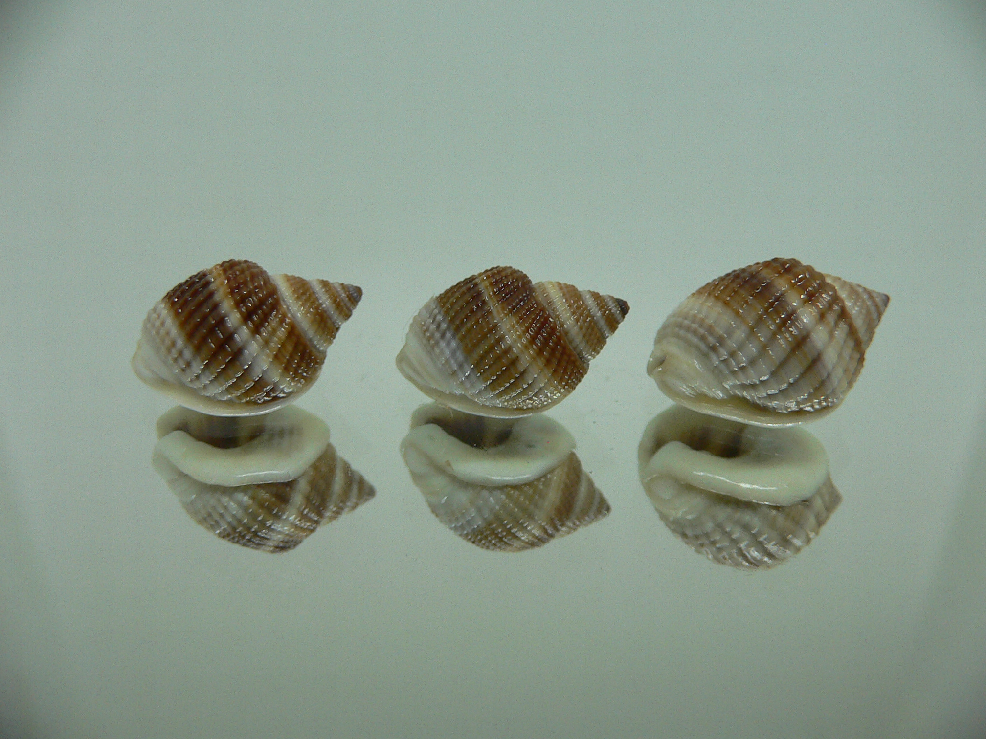 Nassarius elegantissimus КОМПЛЕКТ