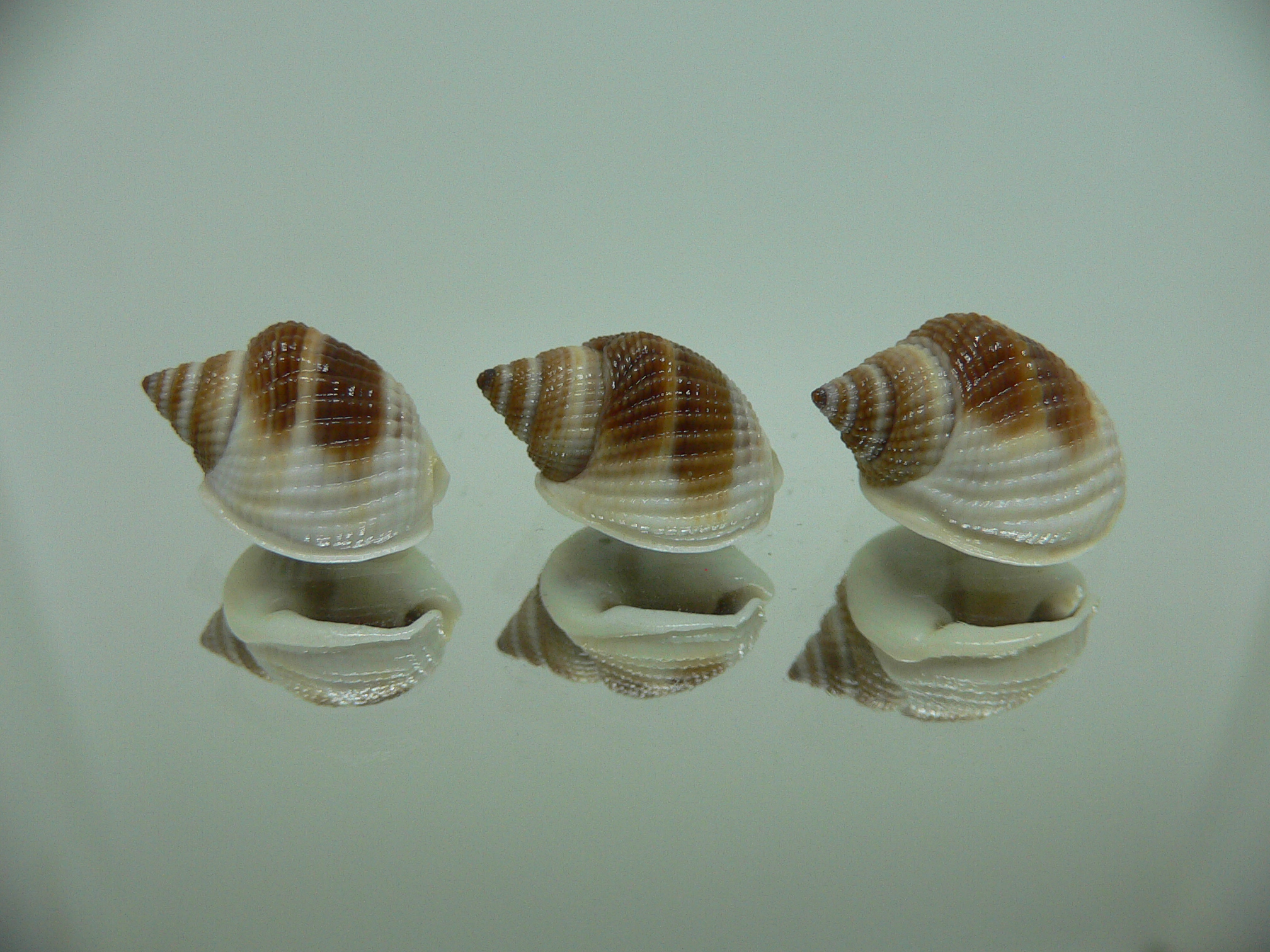 Nassarius elegantissimus КОМПЛЕКТ