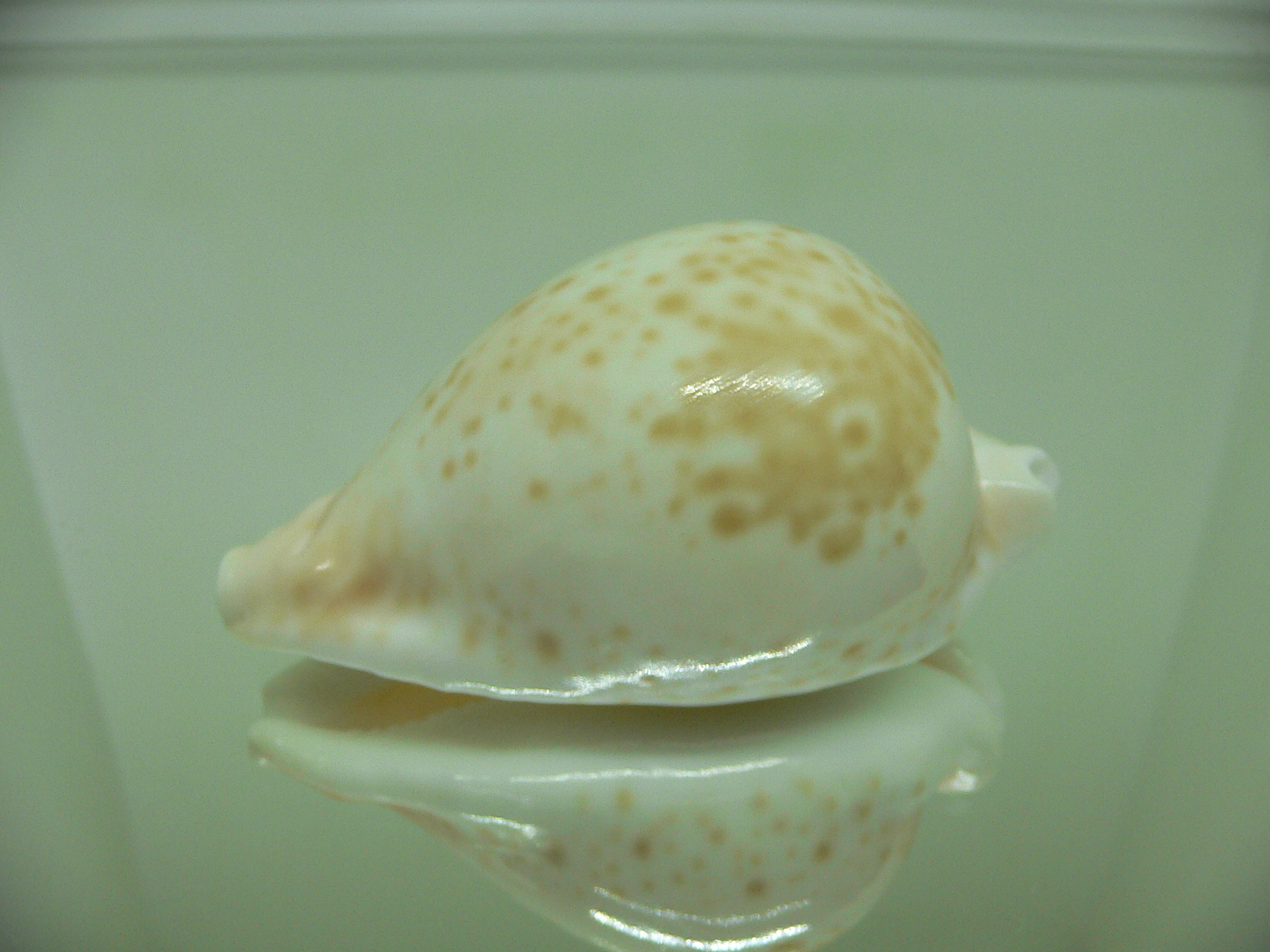 Cypraea hesitata beddomei WHITE