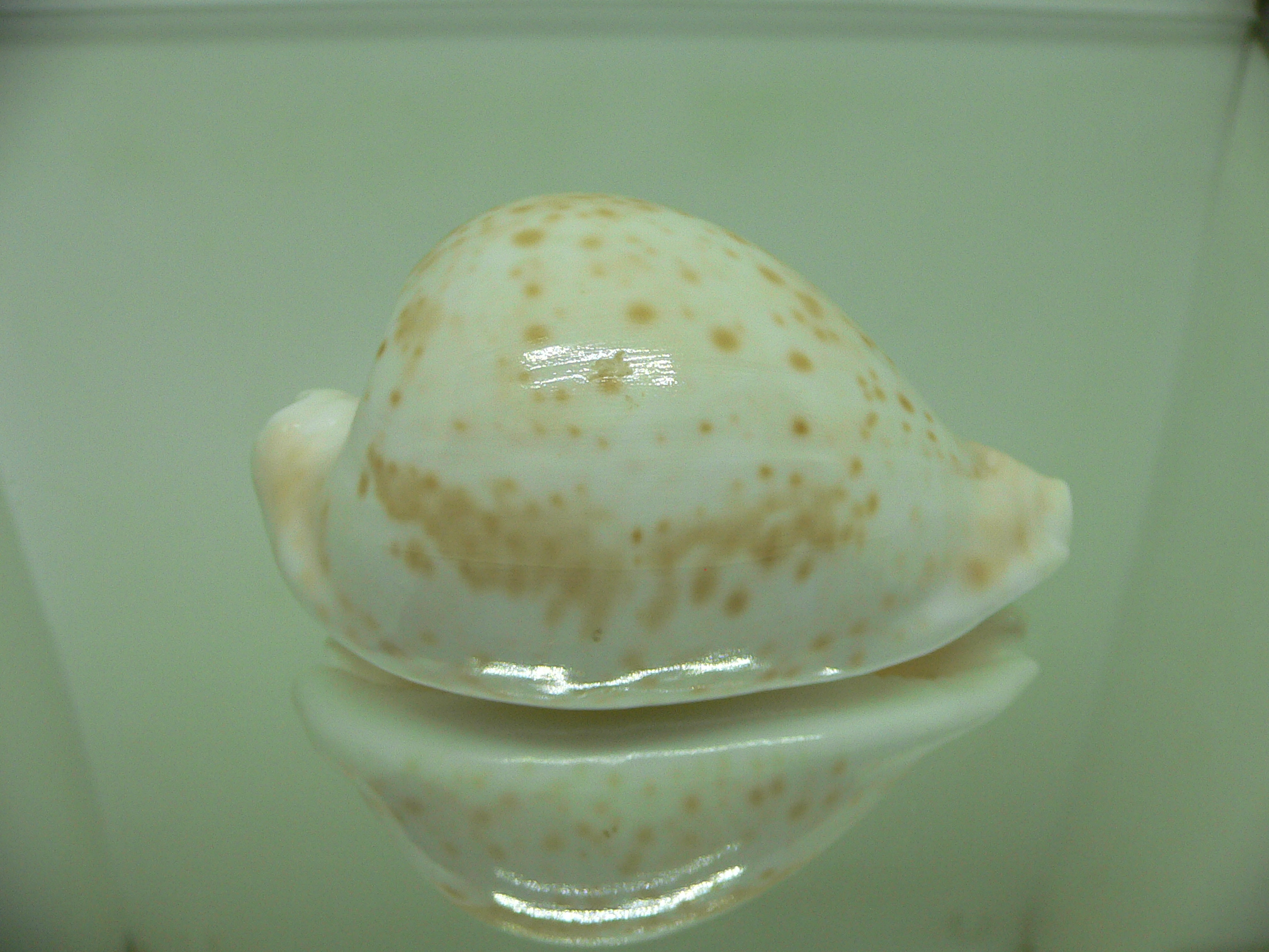 Cypraea hesitata beddomei WHITE