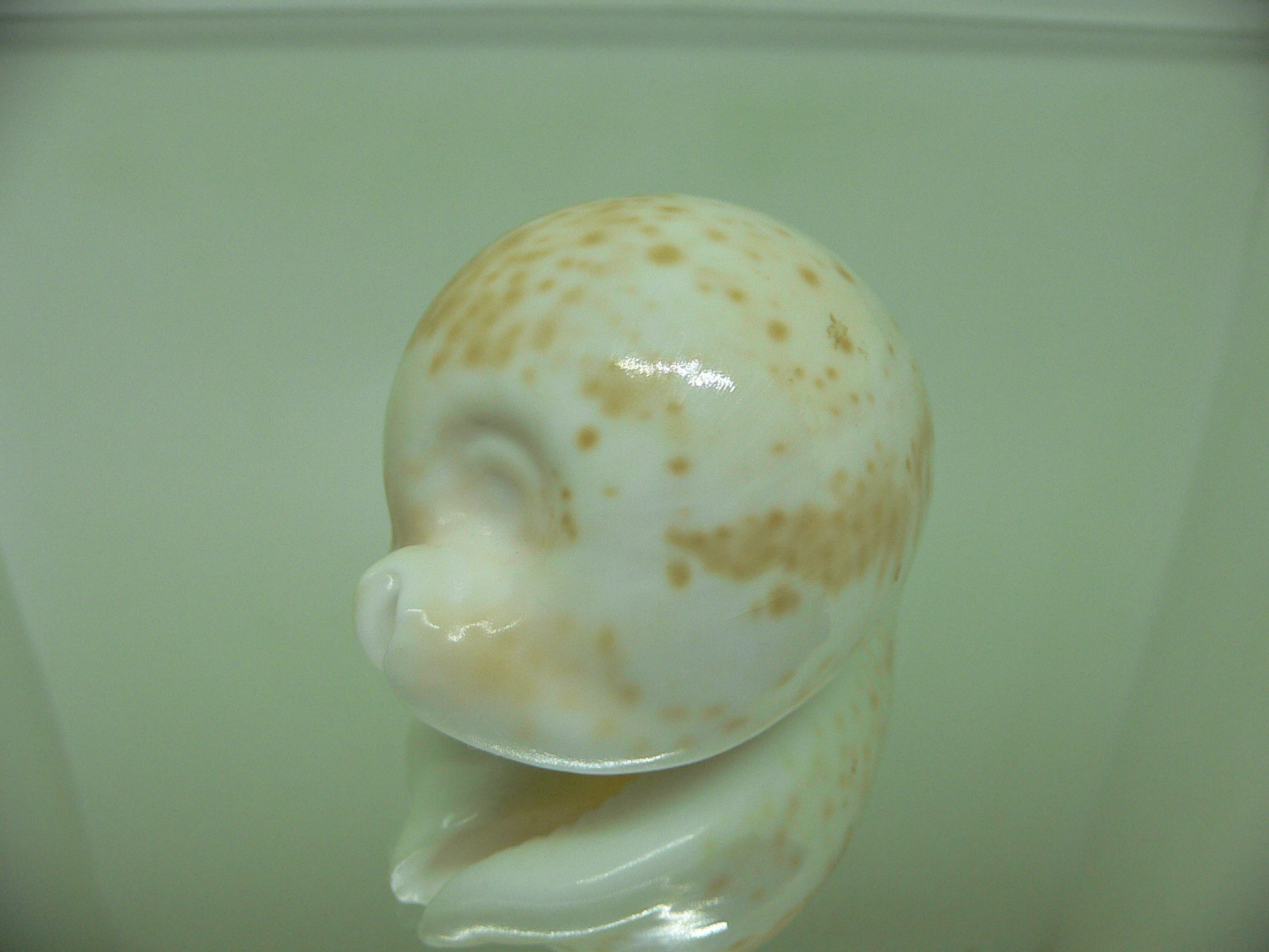 Cypraea hesitata beddomei WHITE