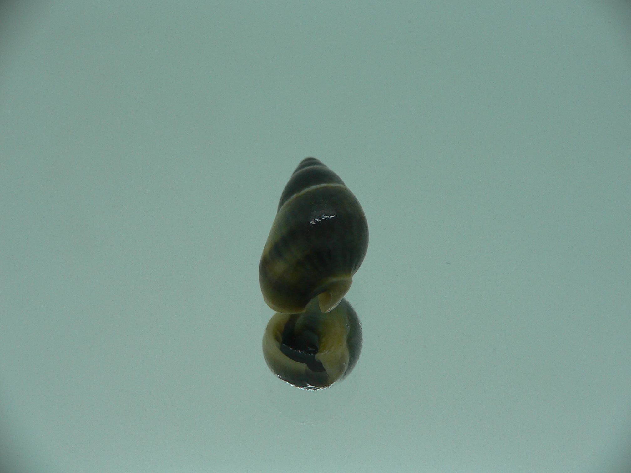Nassarius reeveanus f. velatus