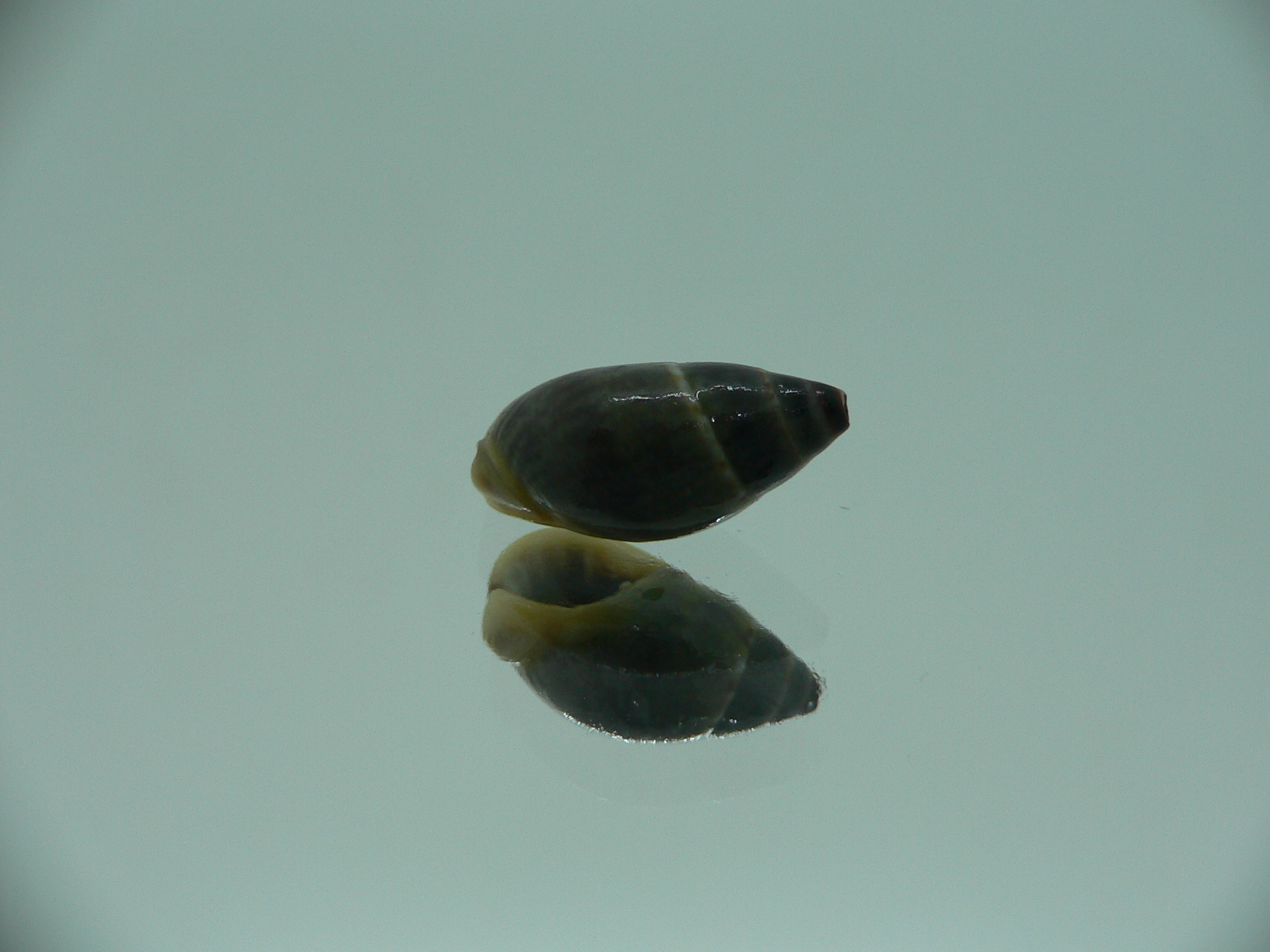 Nassarius reeveanus f. velatus