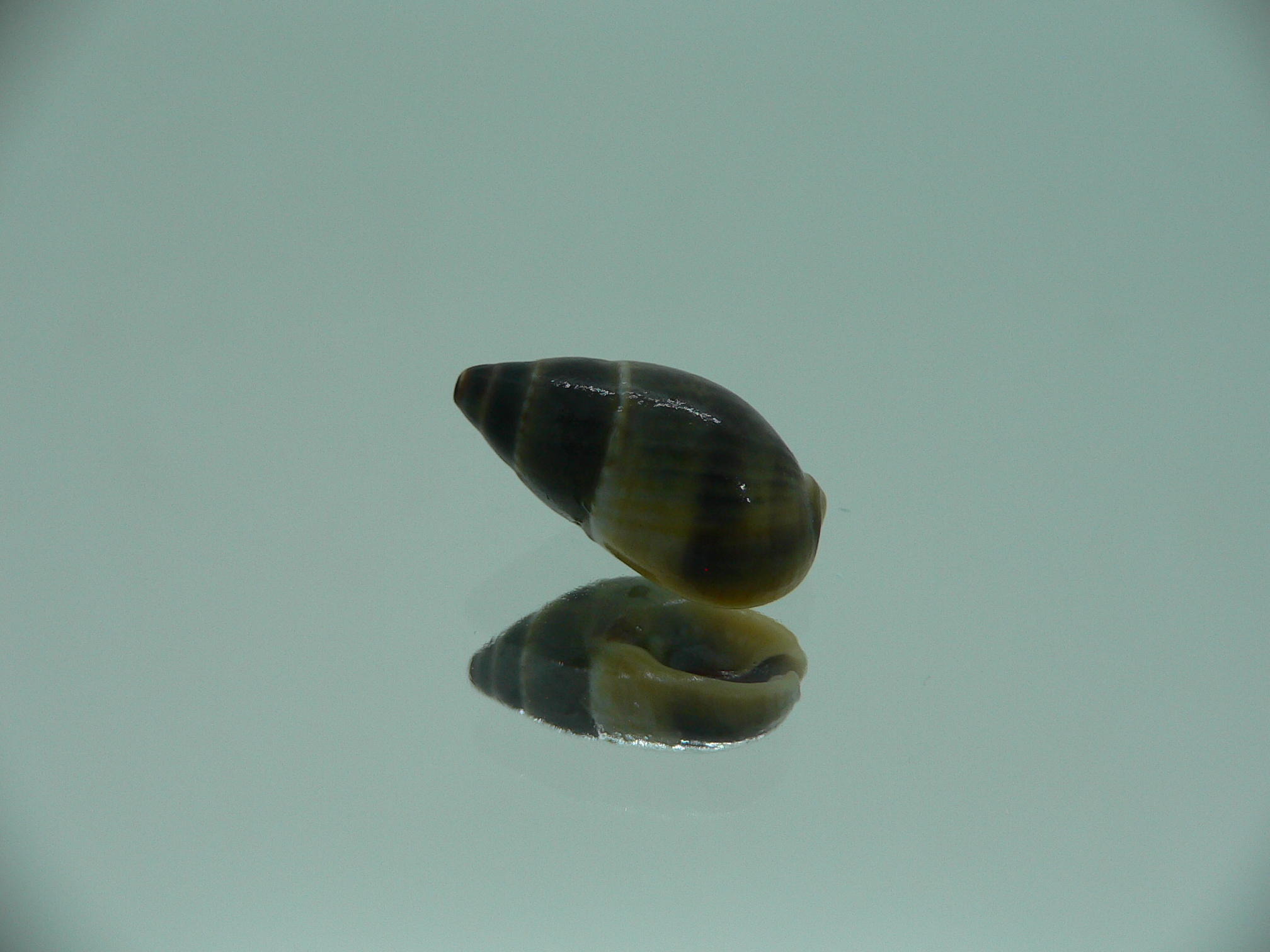 Nassarius reeveanus f. velatus