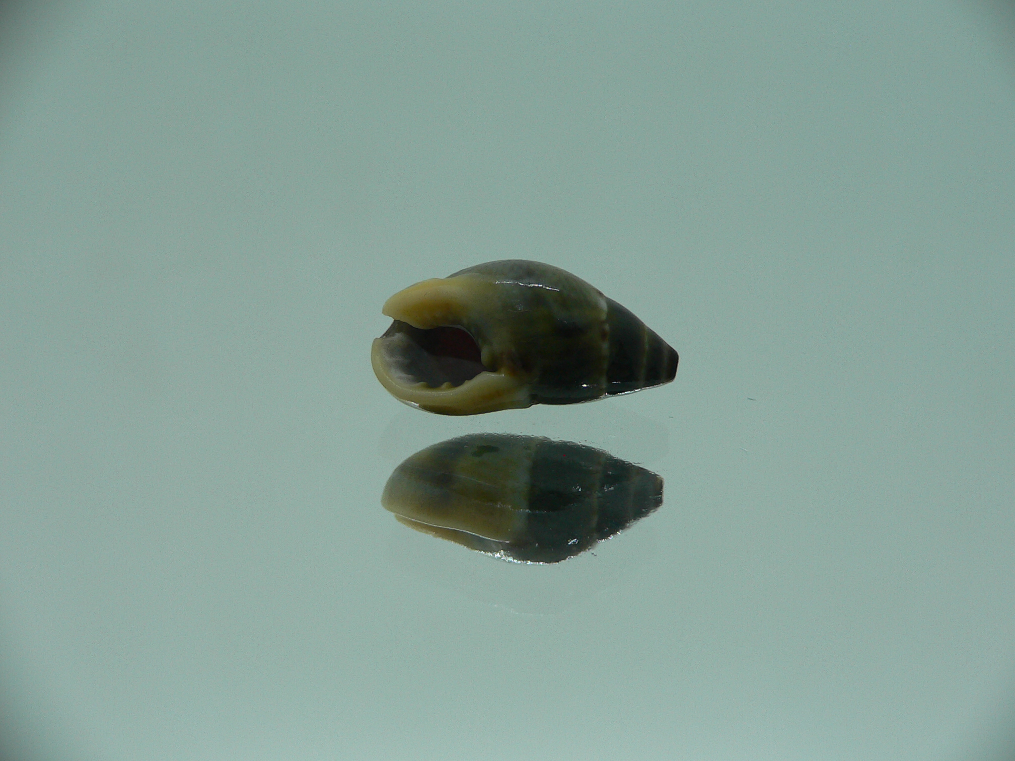Nassarius reeveanus f. velatus