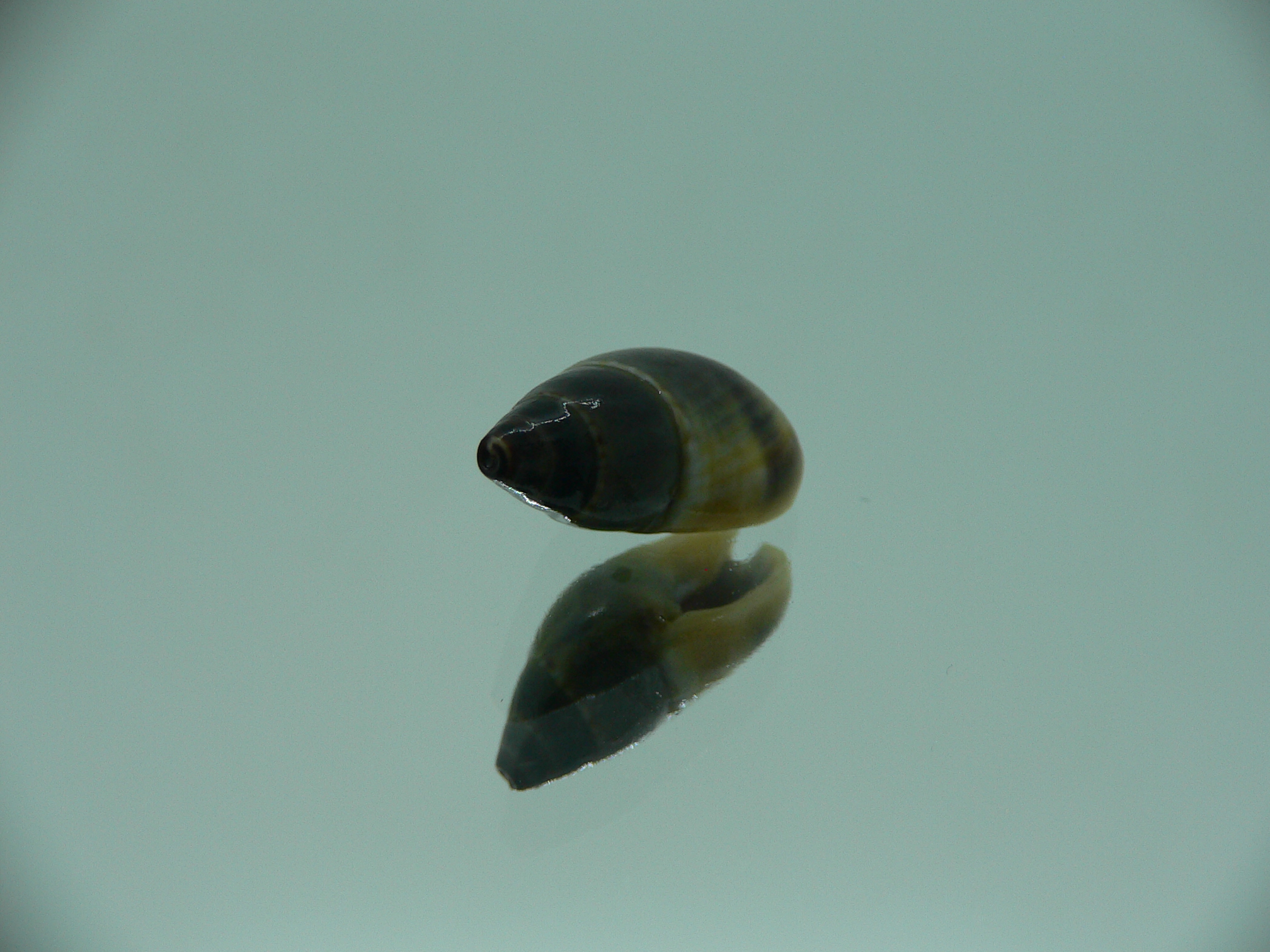 Nassarius reeveanus f. velatus