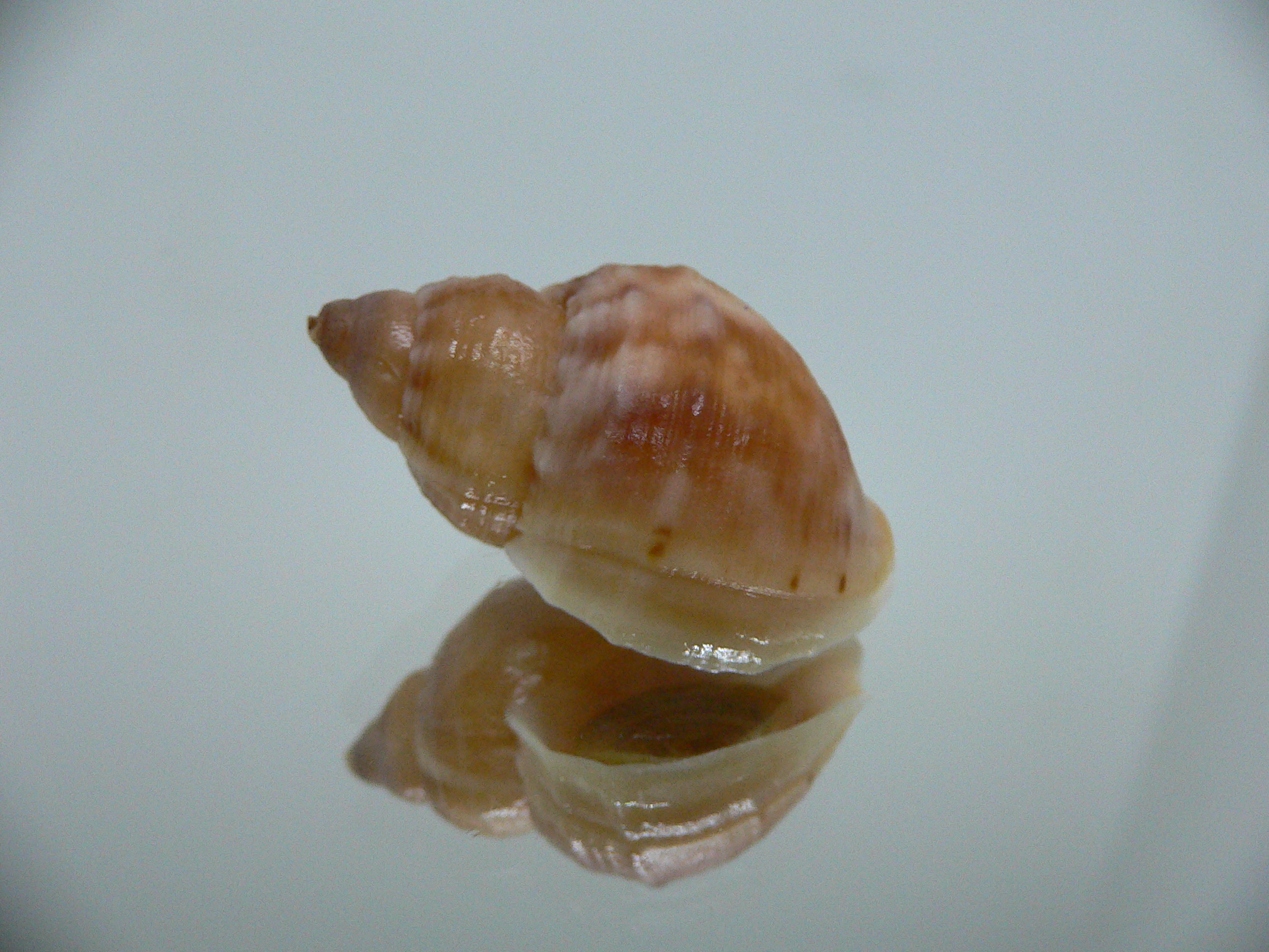 Buccinum mirandum mirandum RUSTY