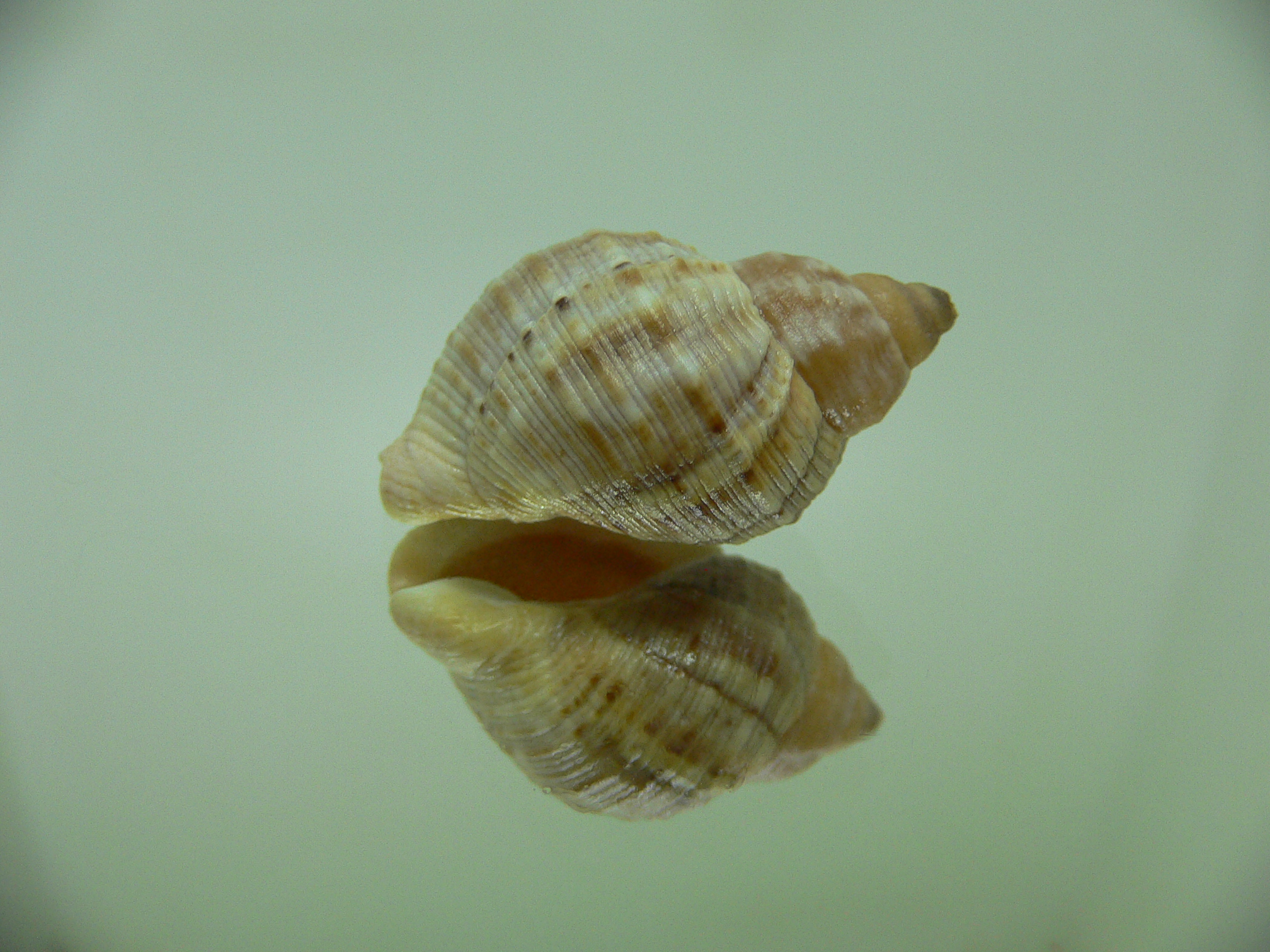 Buccinum mirandum DWARF