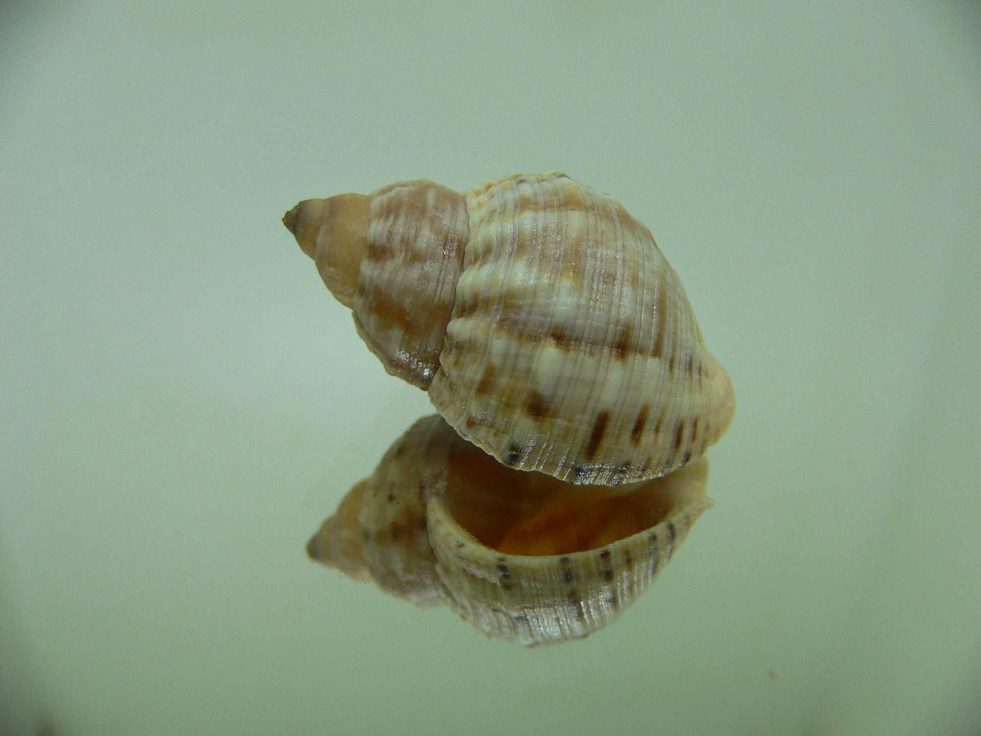 Buccinum mirandum DWARF