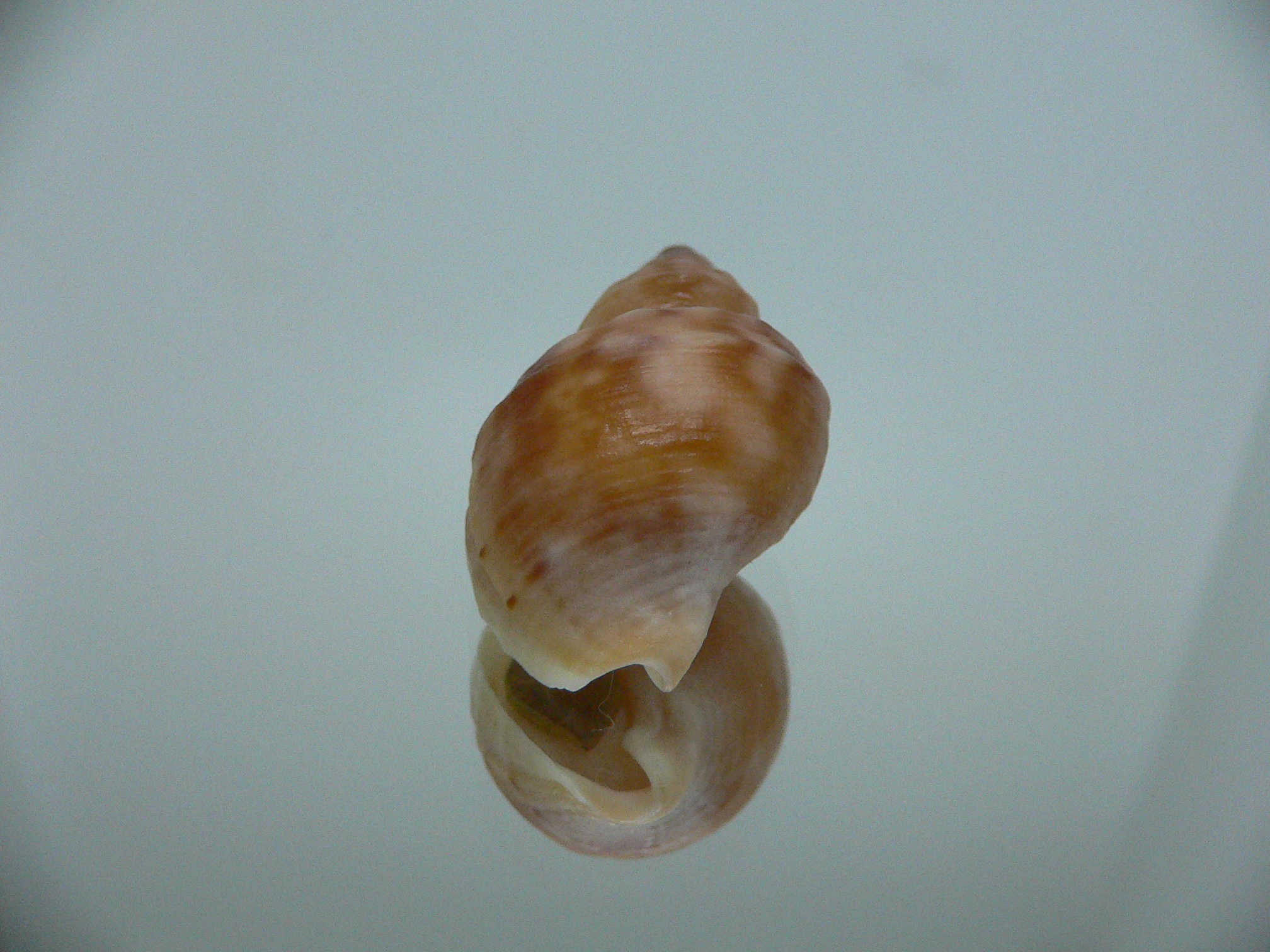 Buccinum mirandum mirandum RUSTY