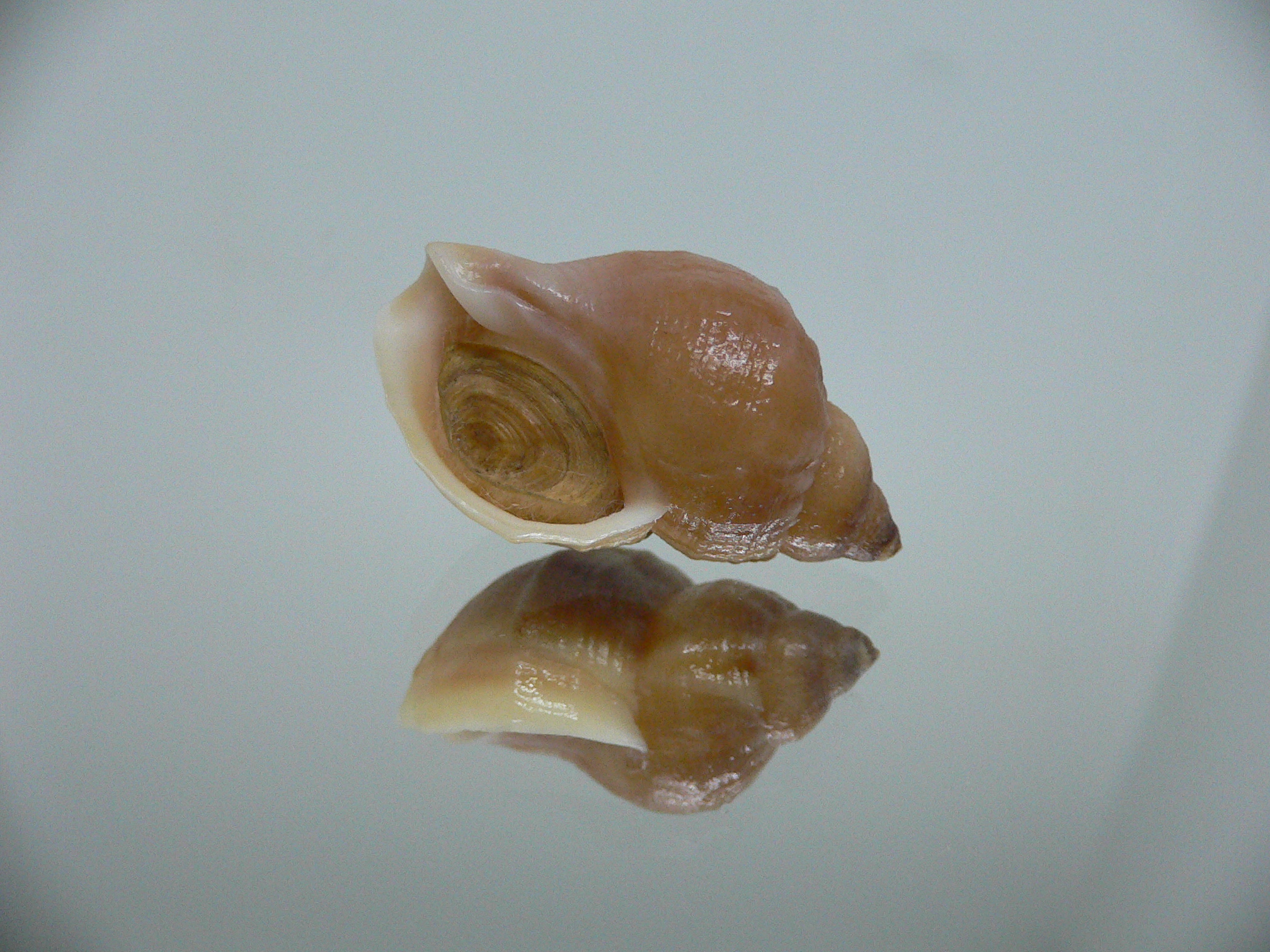 Buccinum mirandum mirandum RUSTY