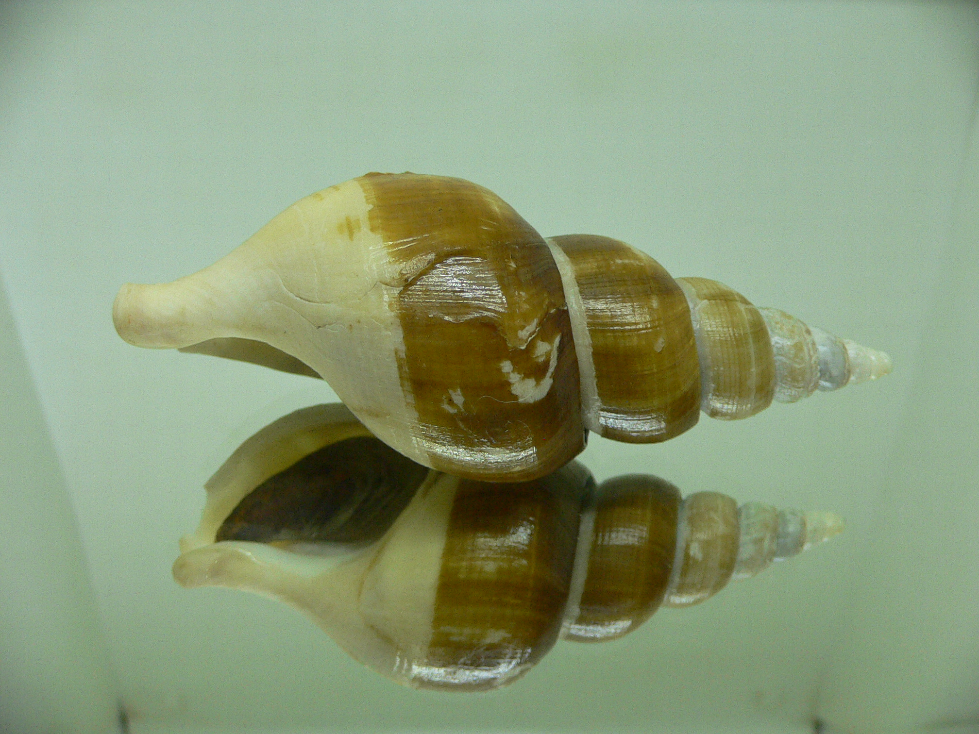 Japelion adelphicus BIG