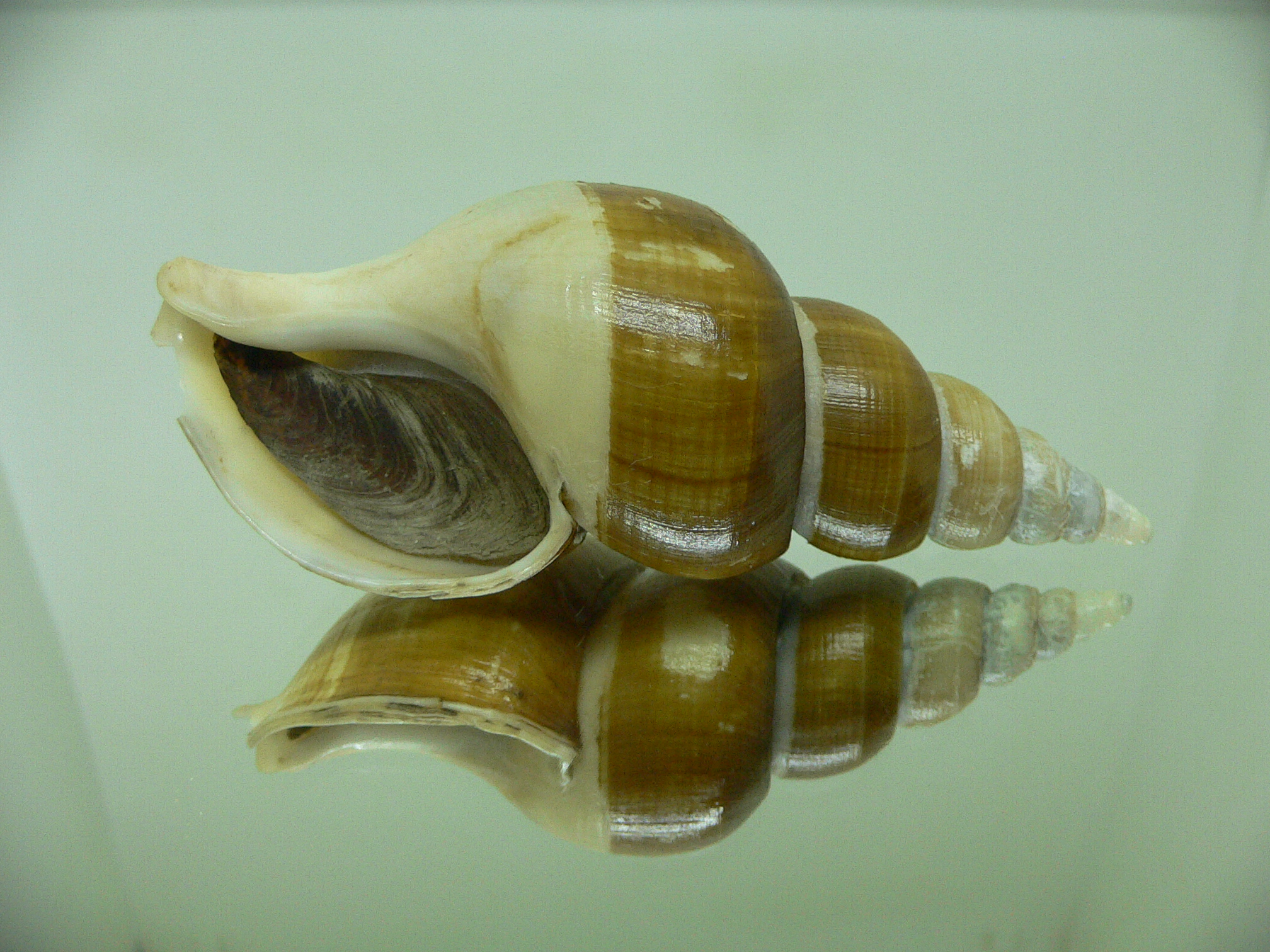 Japelion adelphicus BIG