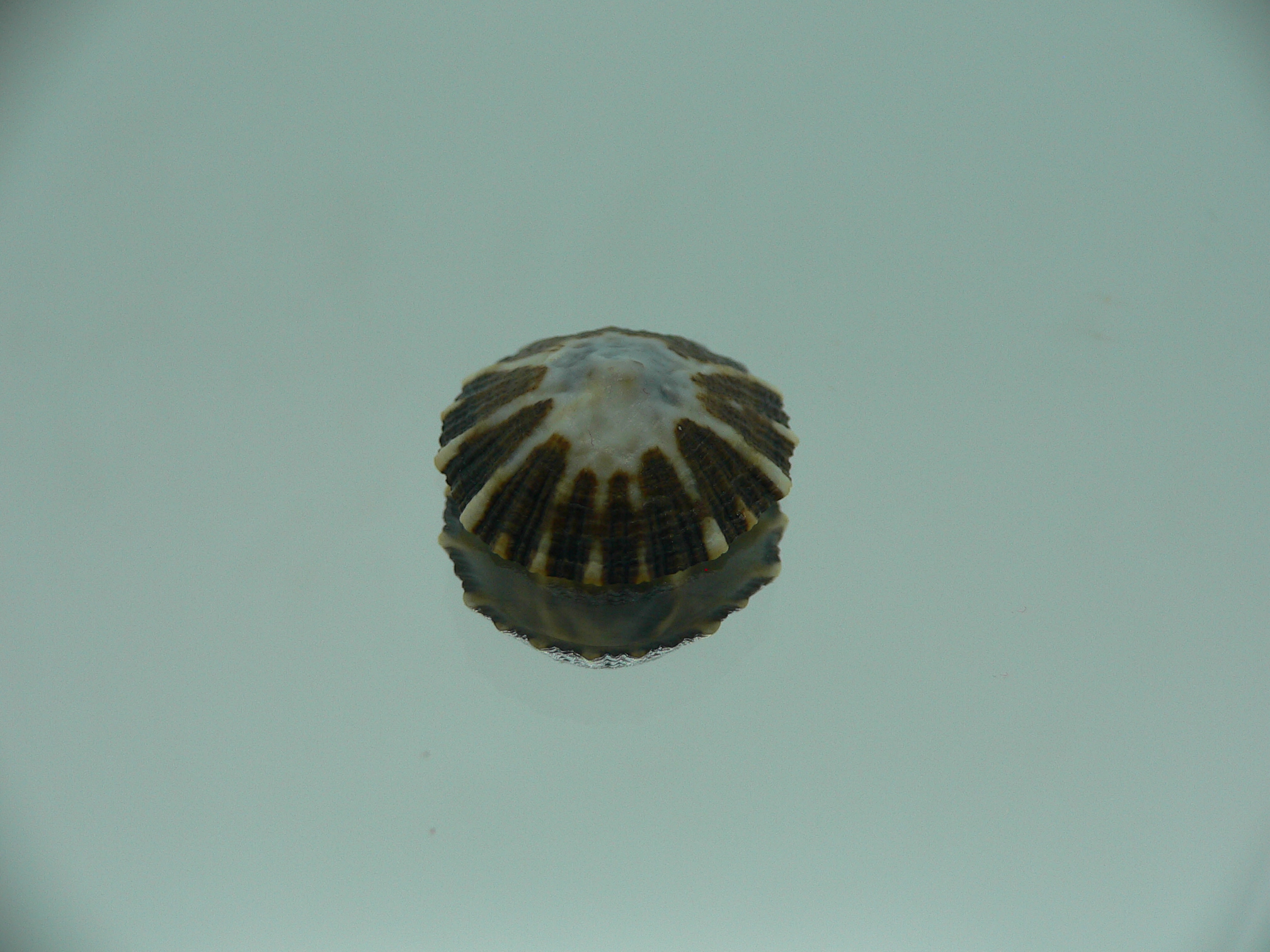 Patella (Scutellastra) peronii ENDEMIC & DARK