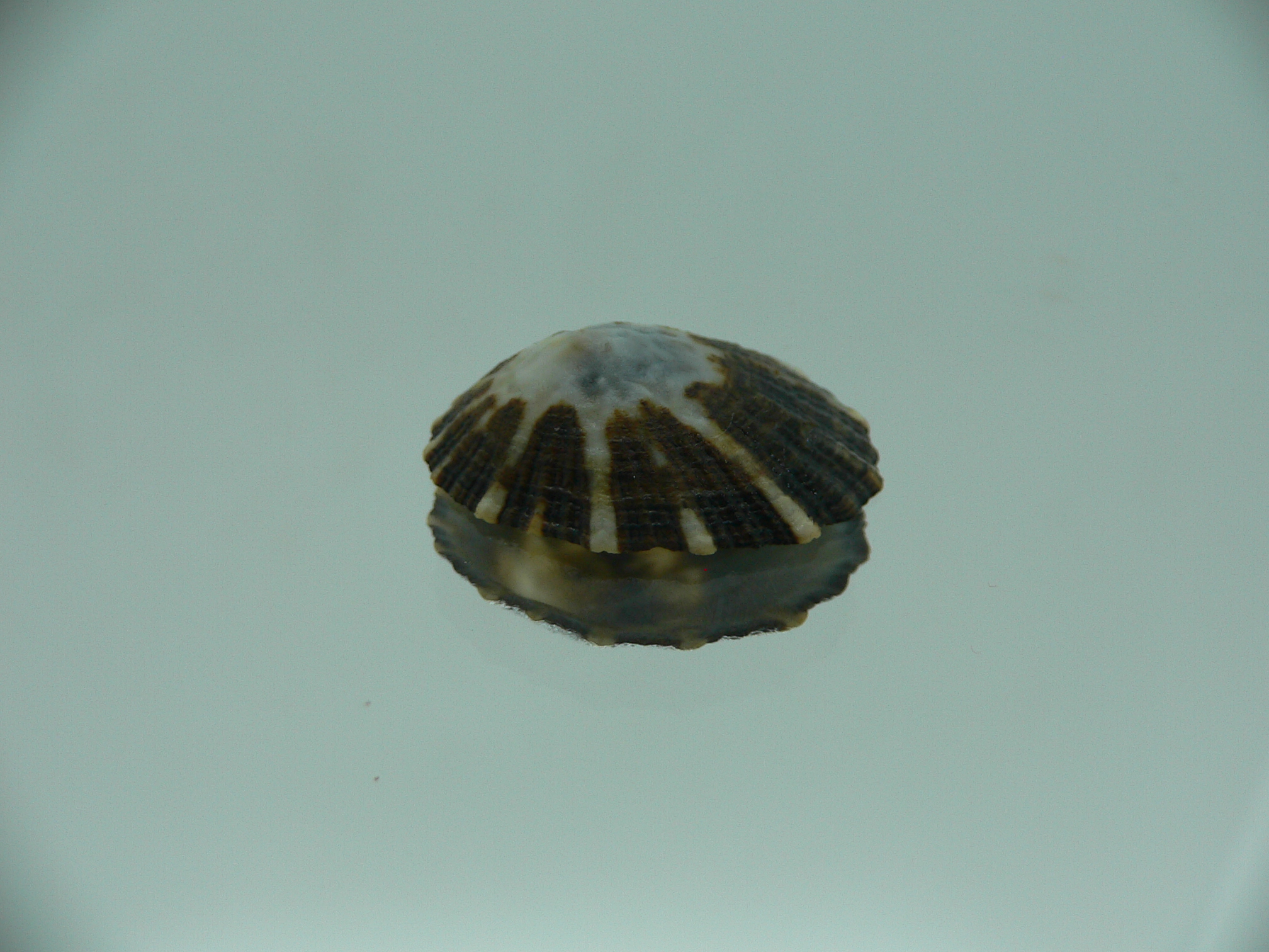 Patella (Scutellastra) peronii ENDEMIC & DARK